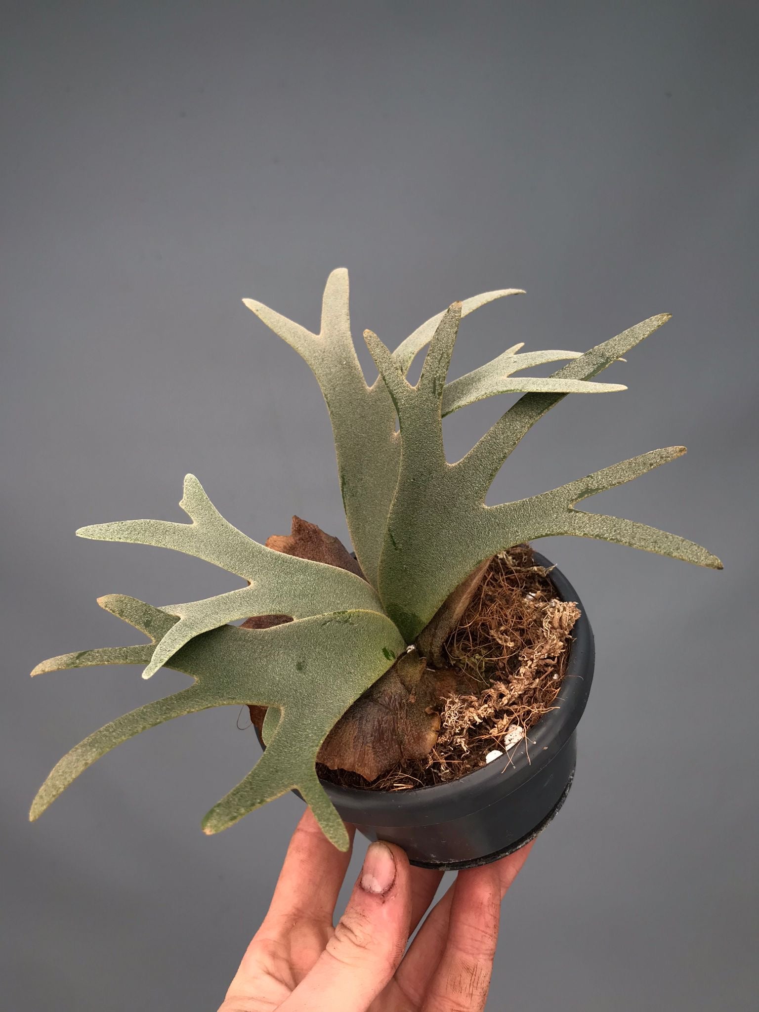 Platycerium willinckii "OMG"