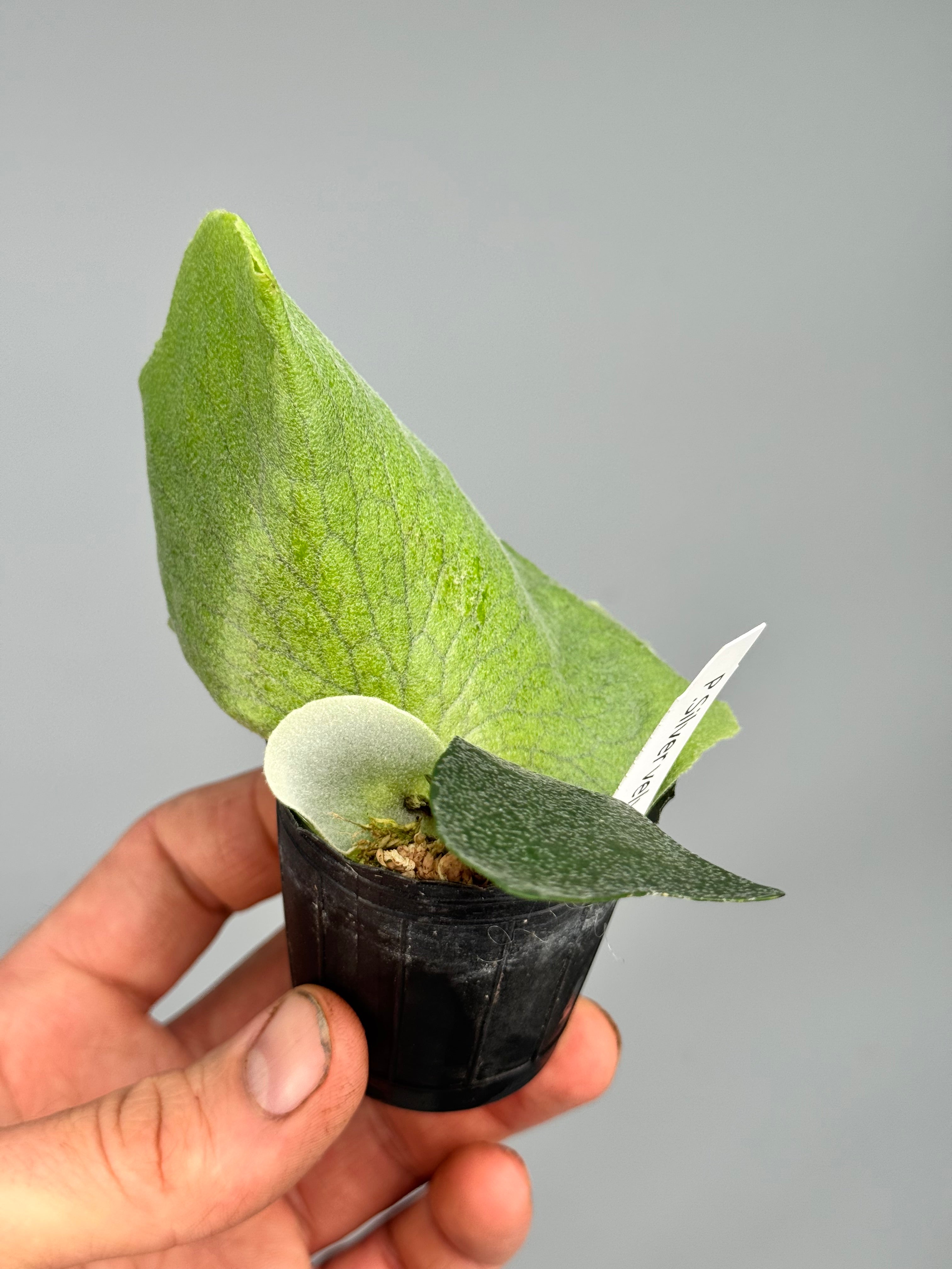 Platycerium Silver Velvet