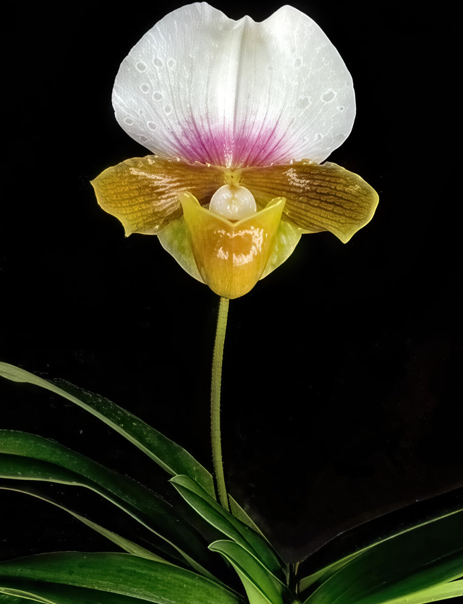 Paphiopedilum charlesworthii semi alba