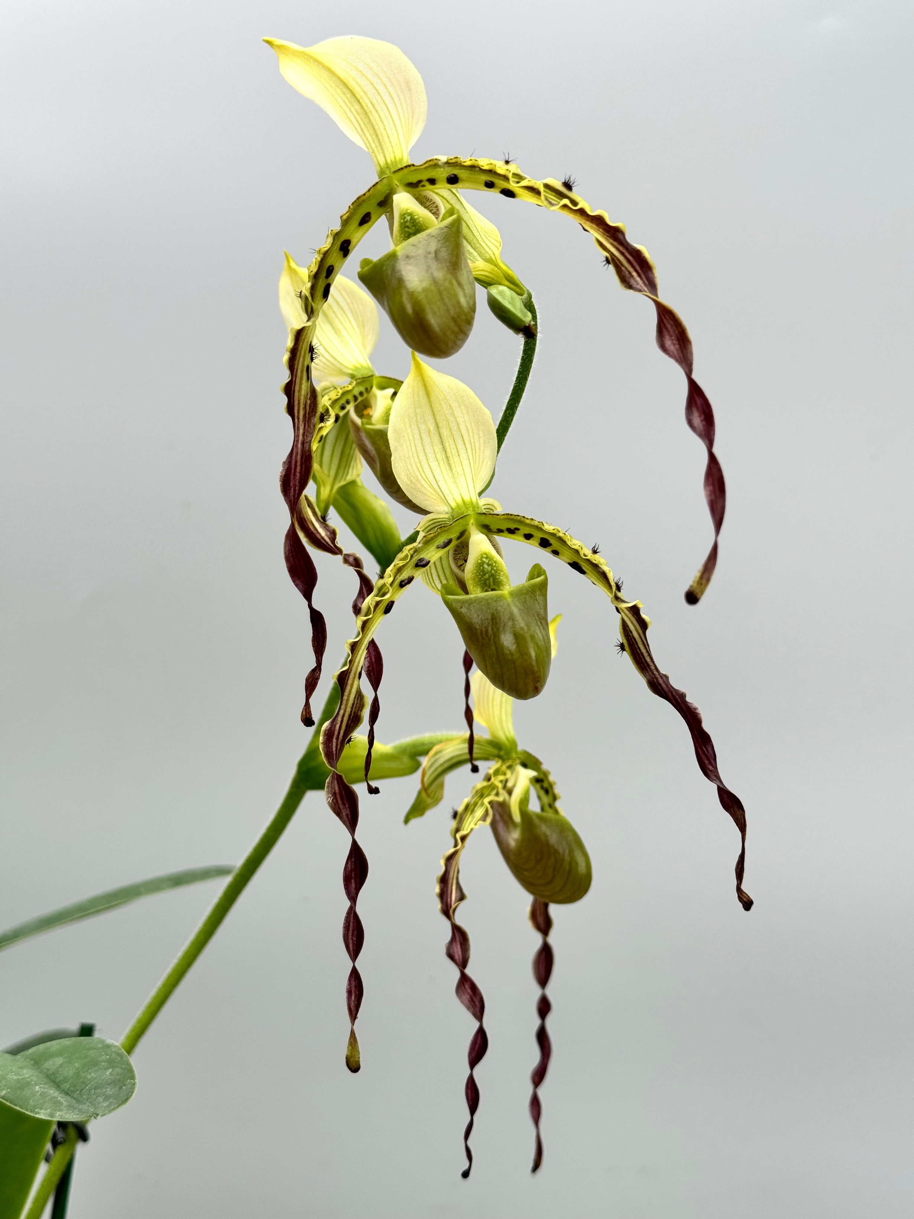 Paphiopedilum parishii (Großer pflanze)