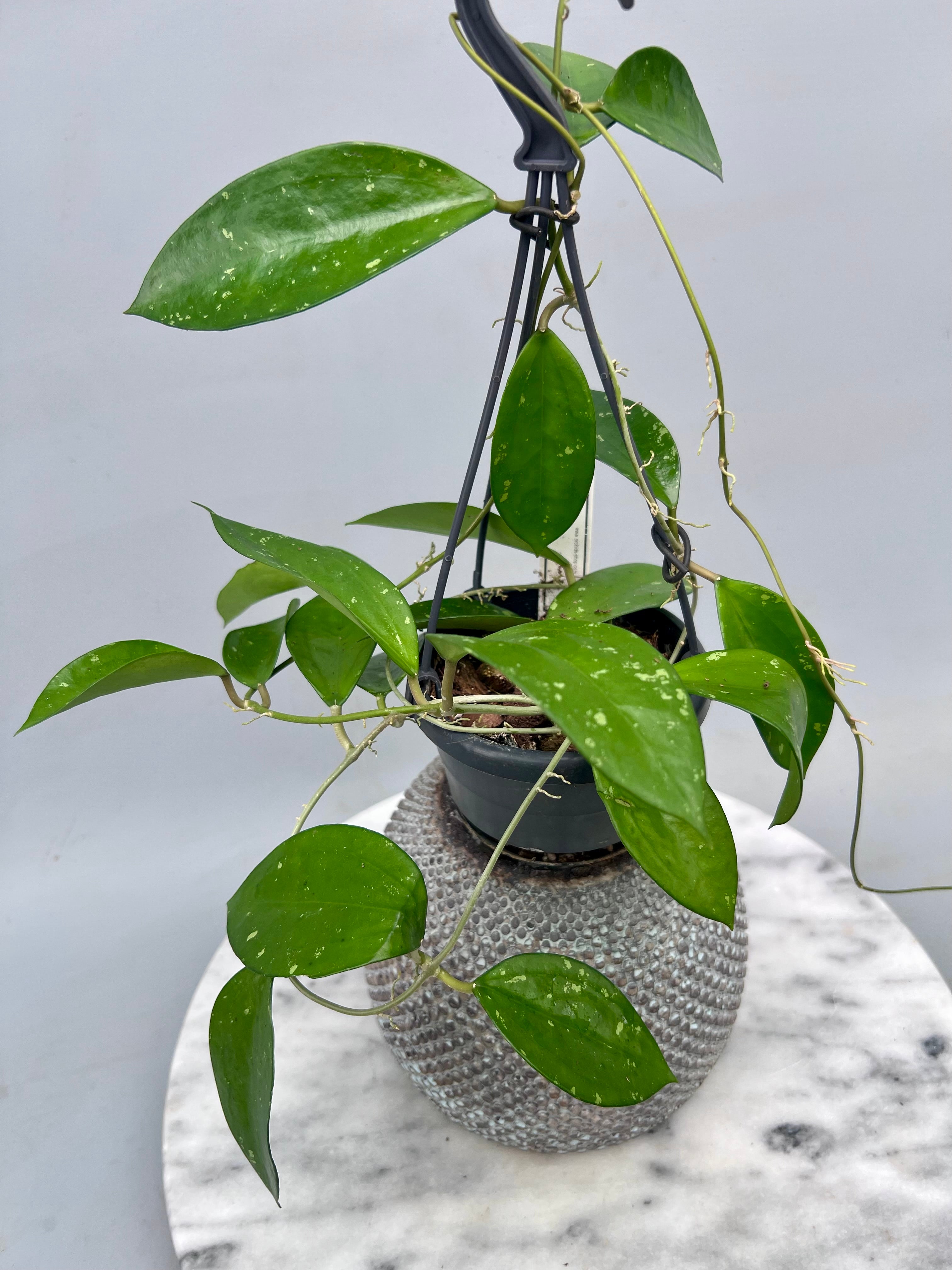 Hoya pottsii splash 'Big Plant'