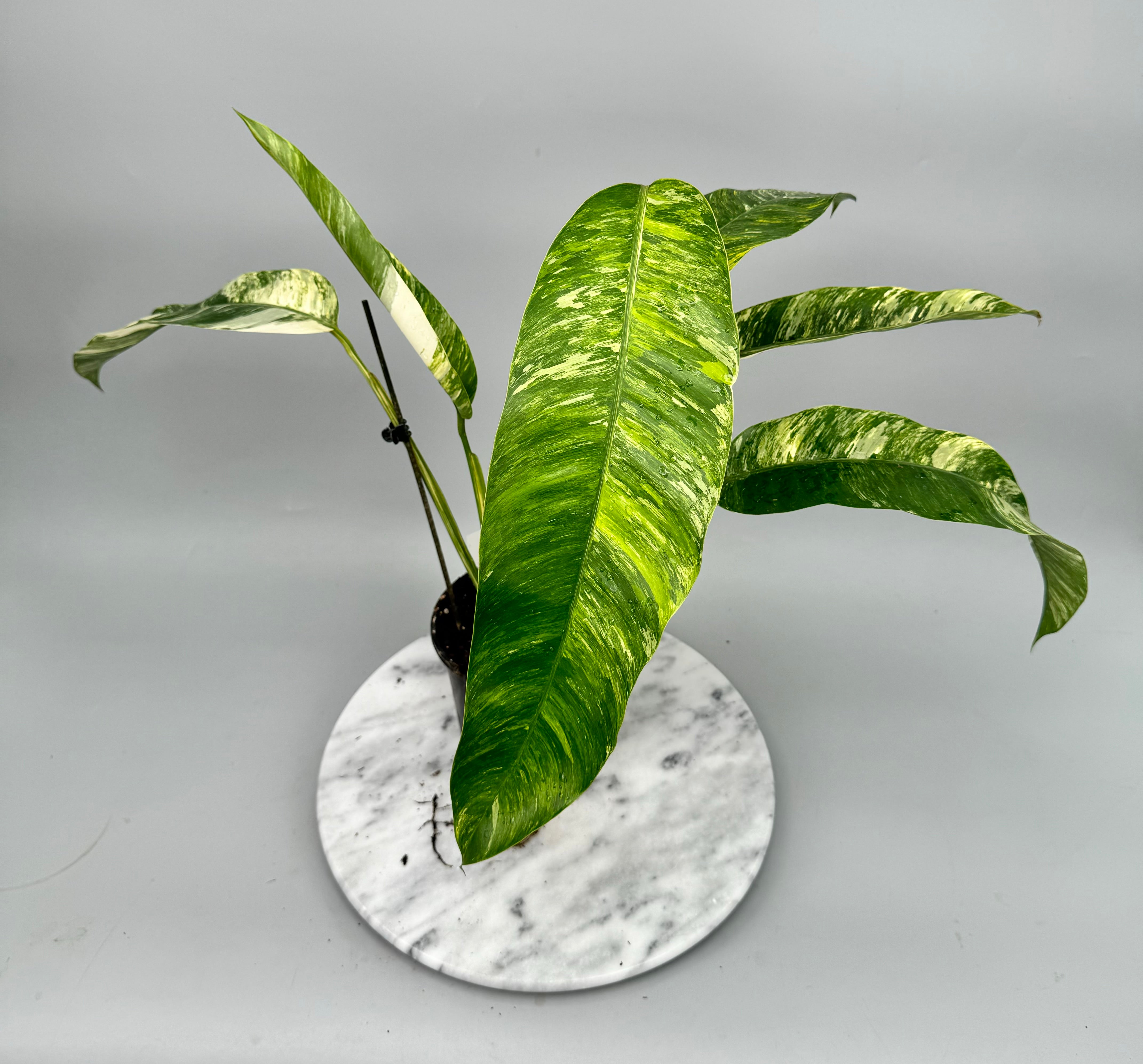 Epipremnum giganteum Variegated aurea XXL