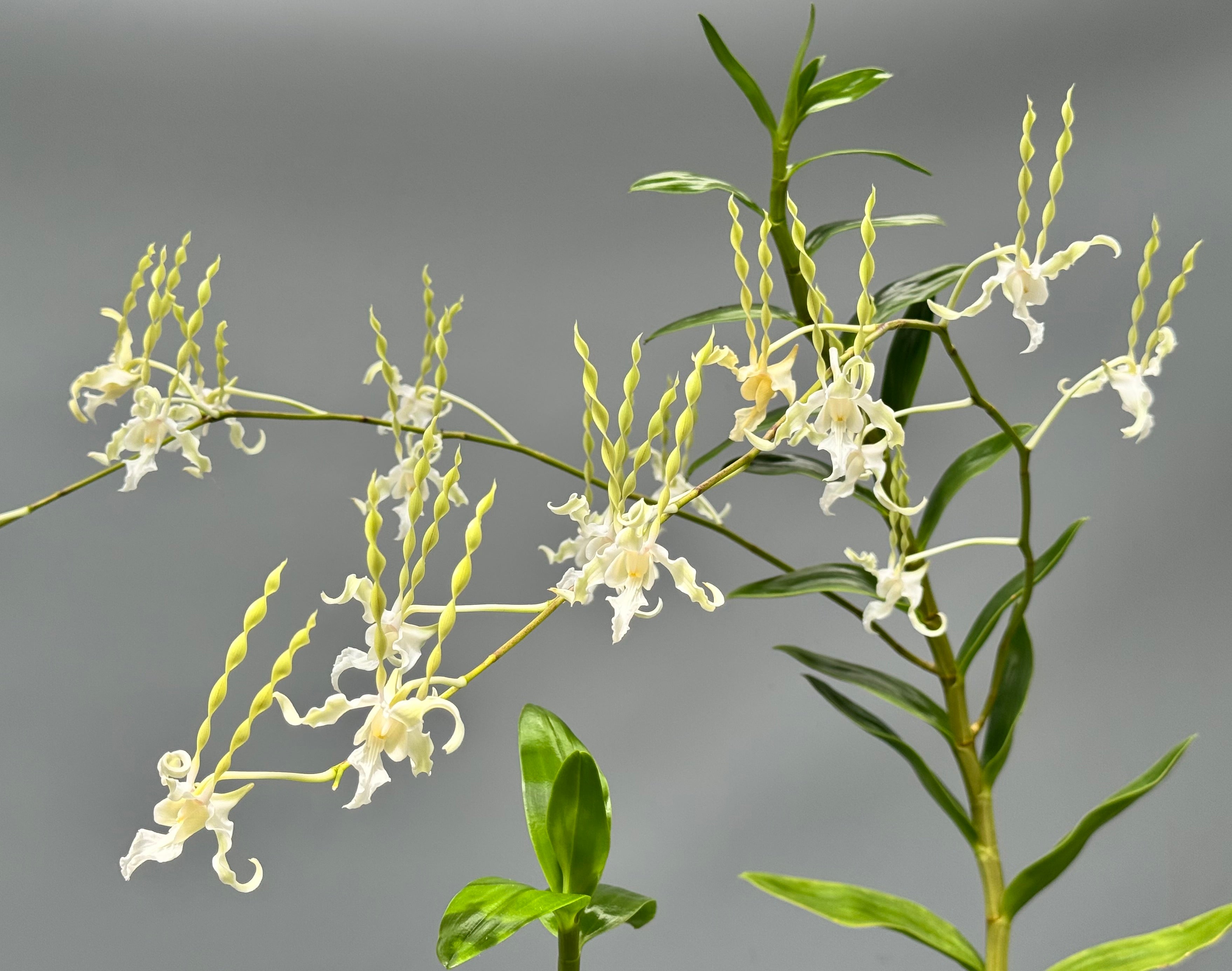Dendrobium antennatum var. Alba