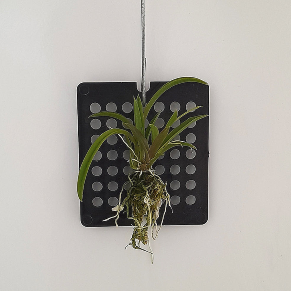 Tolumnia Midas Form Peloric