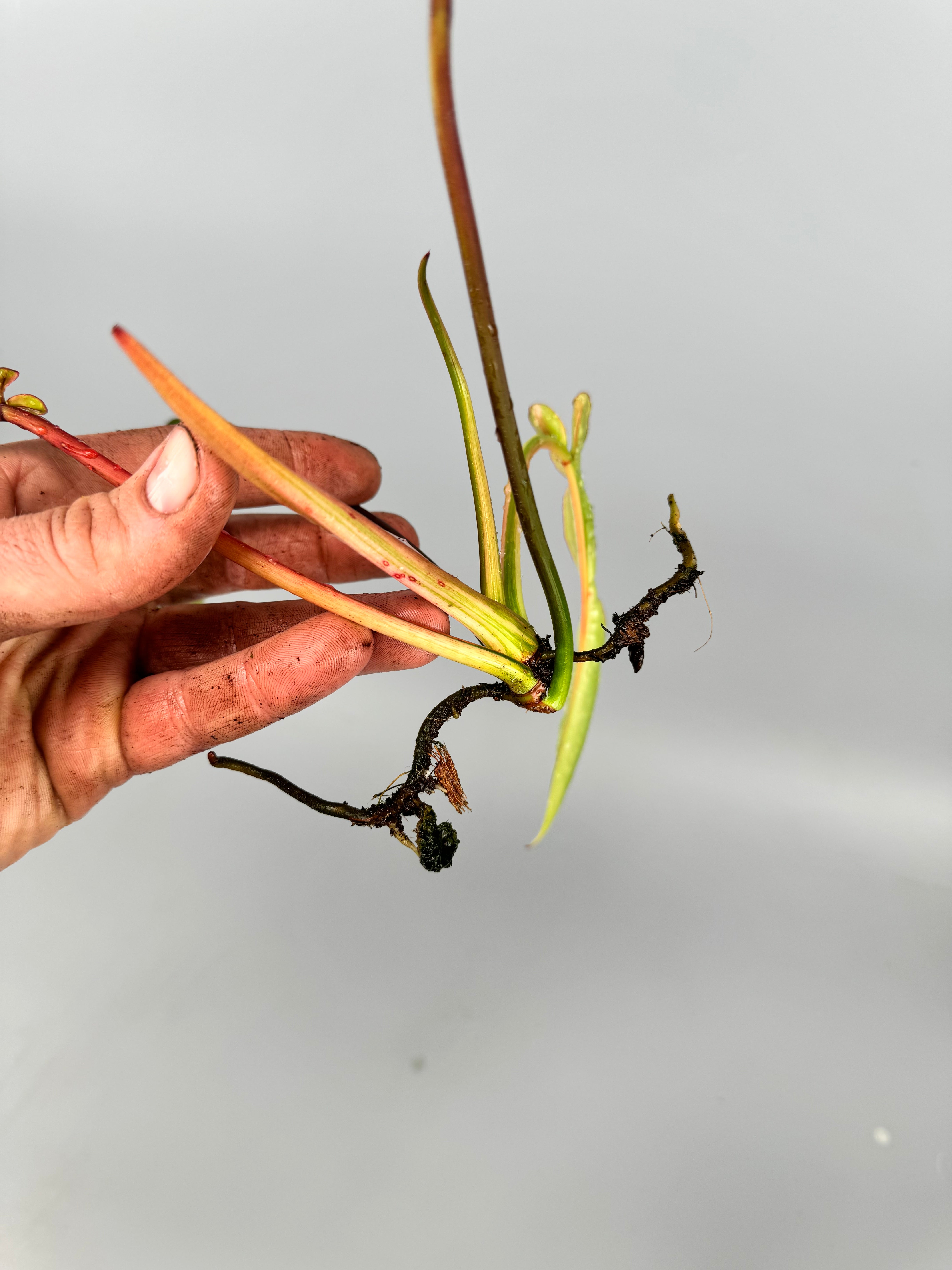 Philodendron joepii Variegated (Fresh Head Cutting)