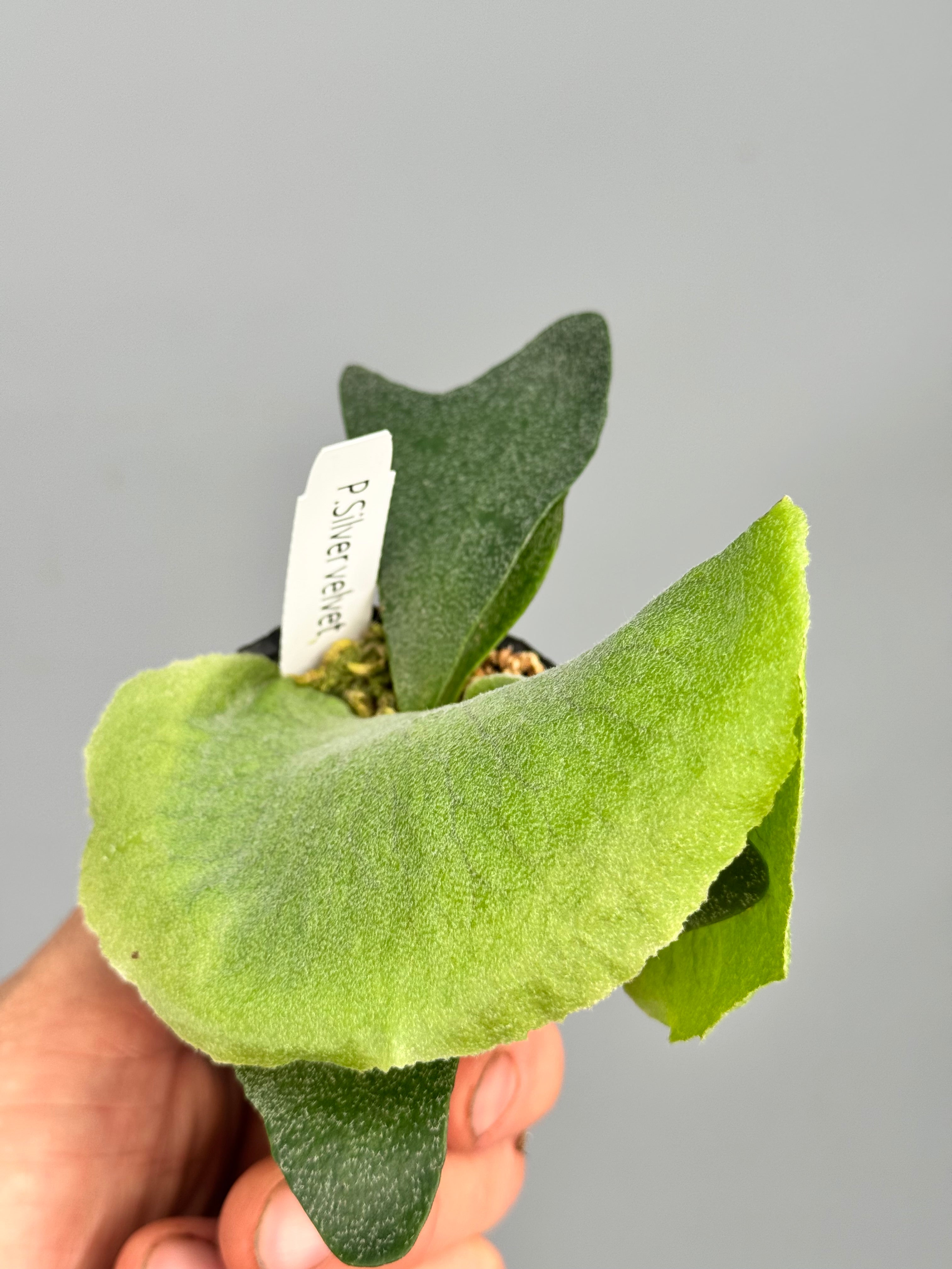 Platycerium Silver Velvet