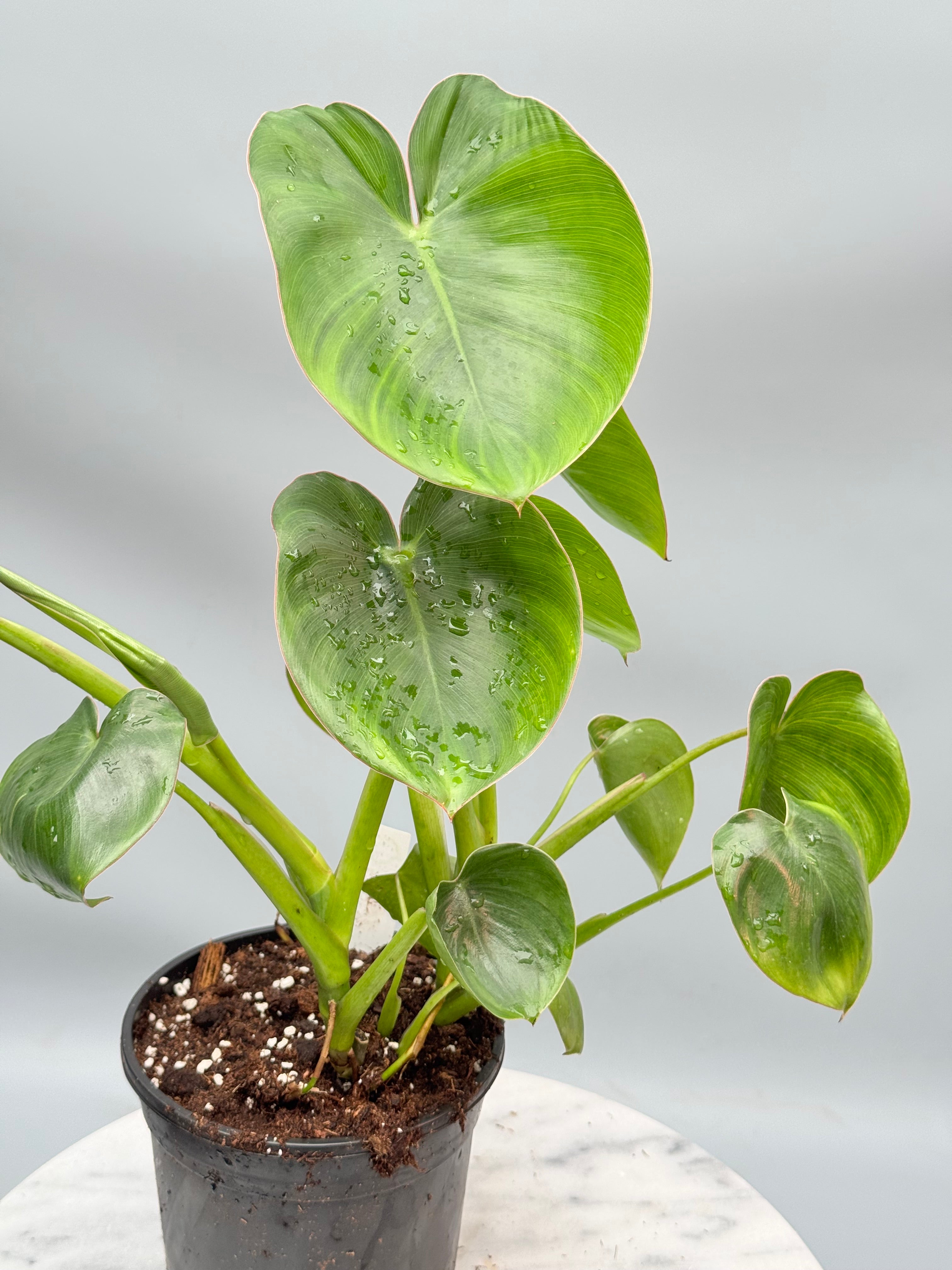 Philodendron ricardoi (Big Plant)