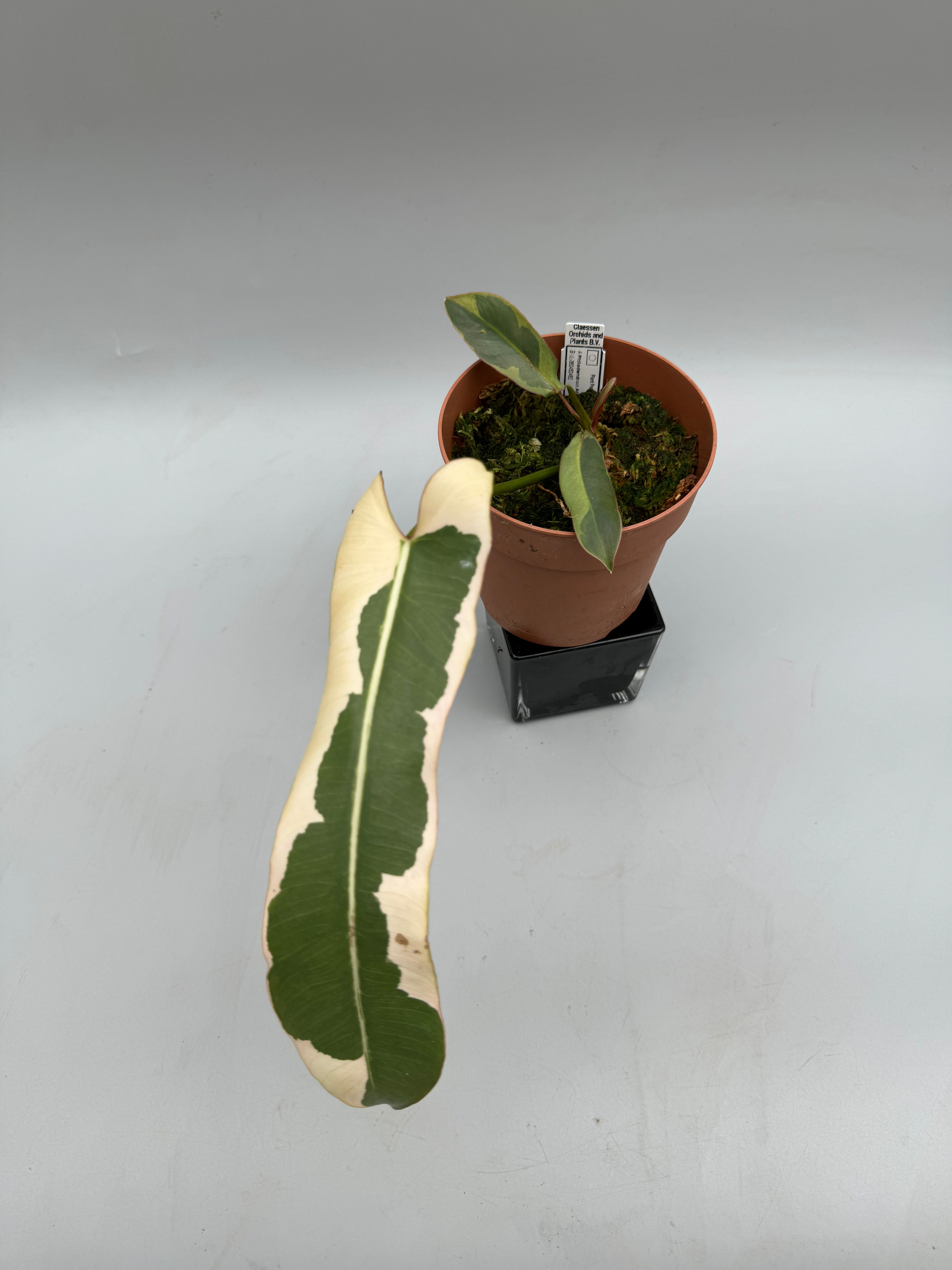 Philodendron atabapoense variegata albo