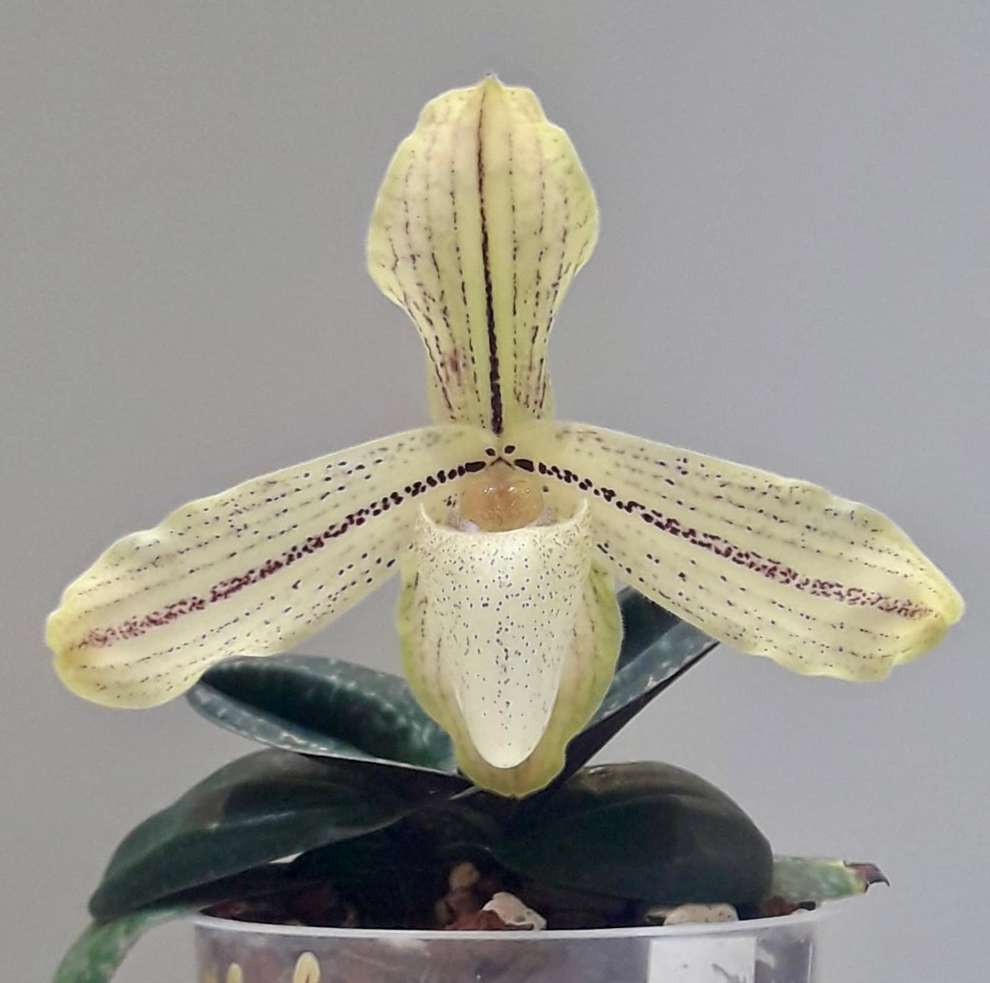 Paphiopedilum concolor var. longipetalum