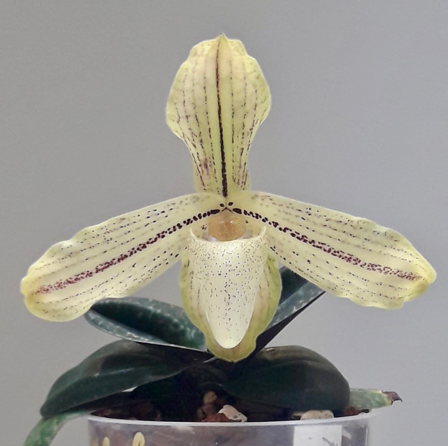 Paphiopedilum concolor var. striatum