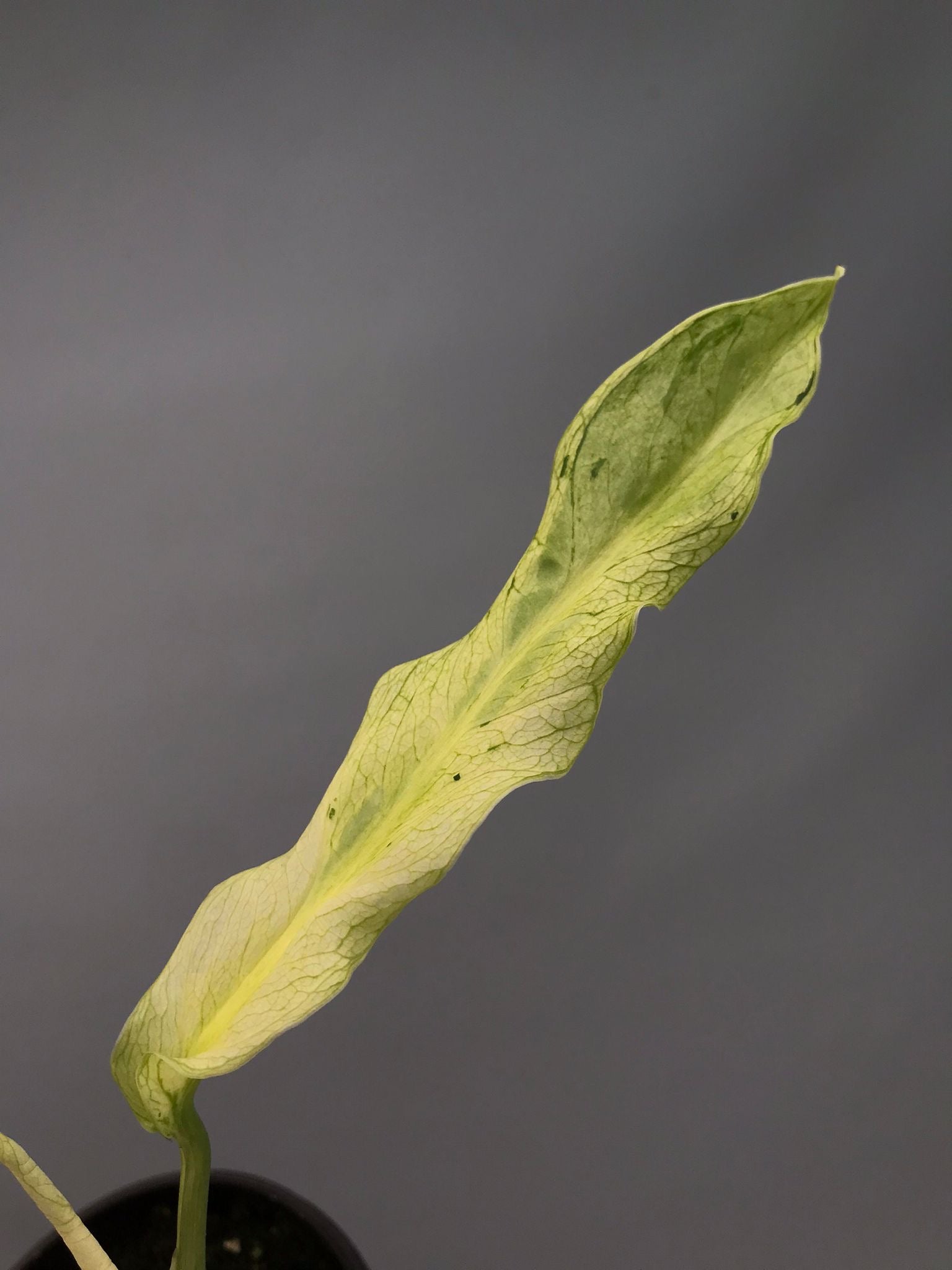 Monstera White Lava 'Lalamove' ( 1 laeve cutting)