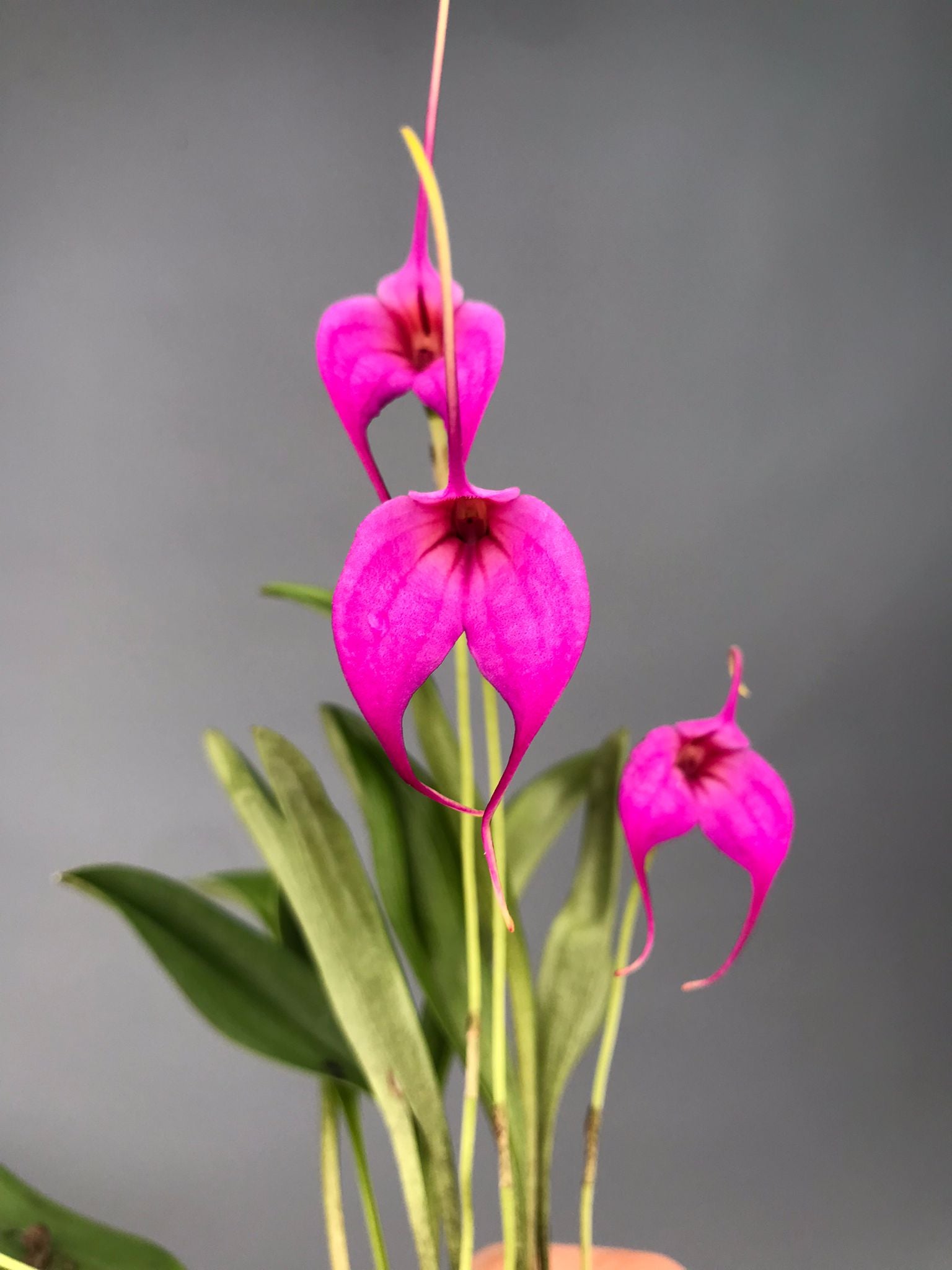 Masdevallia rosea x M.Selphi Orion