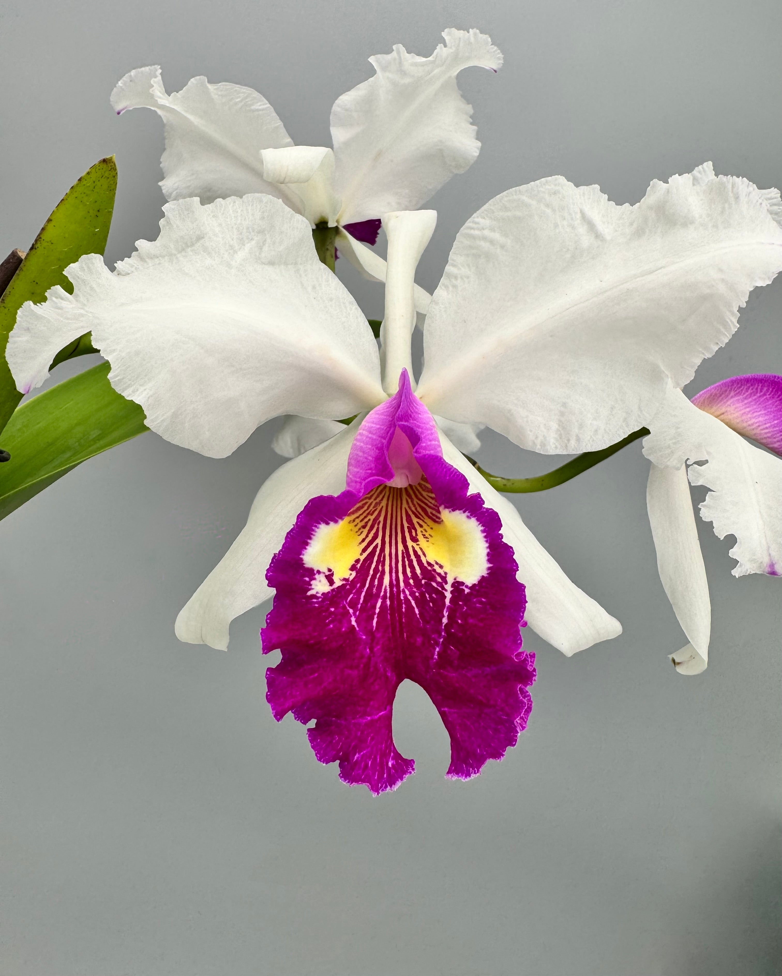 Cattleya warscewiczii semi-alba 'Bedford' BM/JOGA