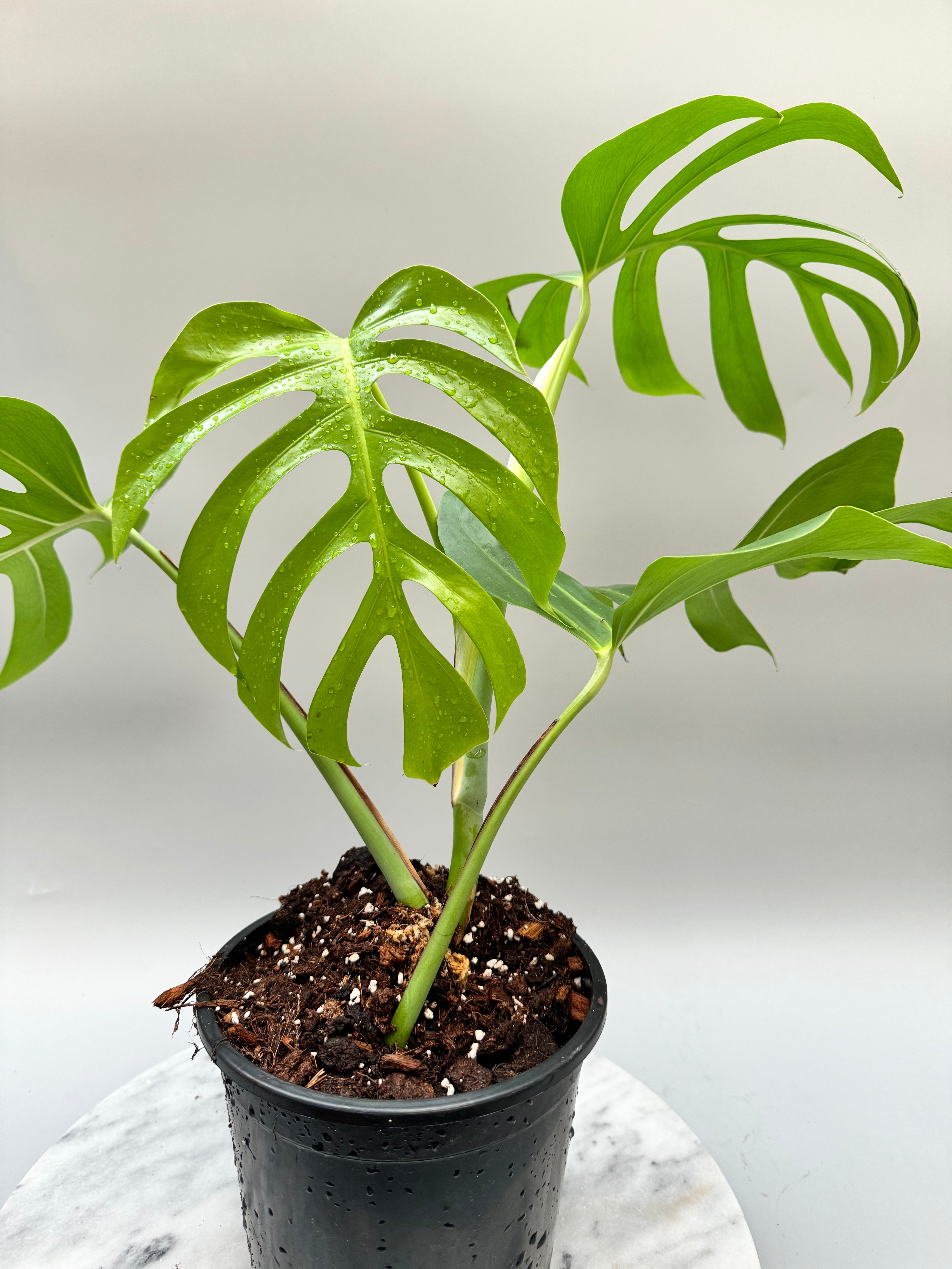 monstera deliciosa sol Monstera deliciosa var sierrana