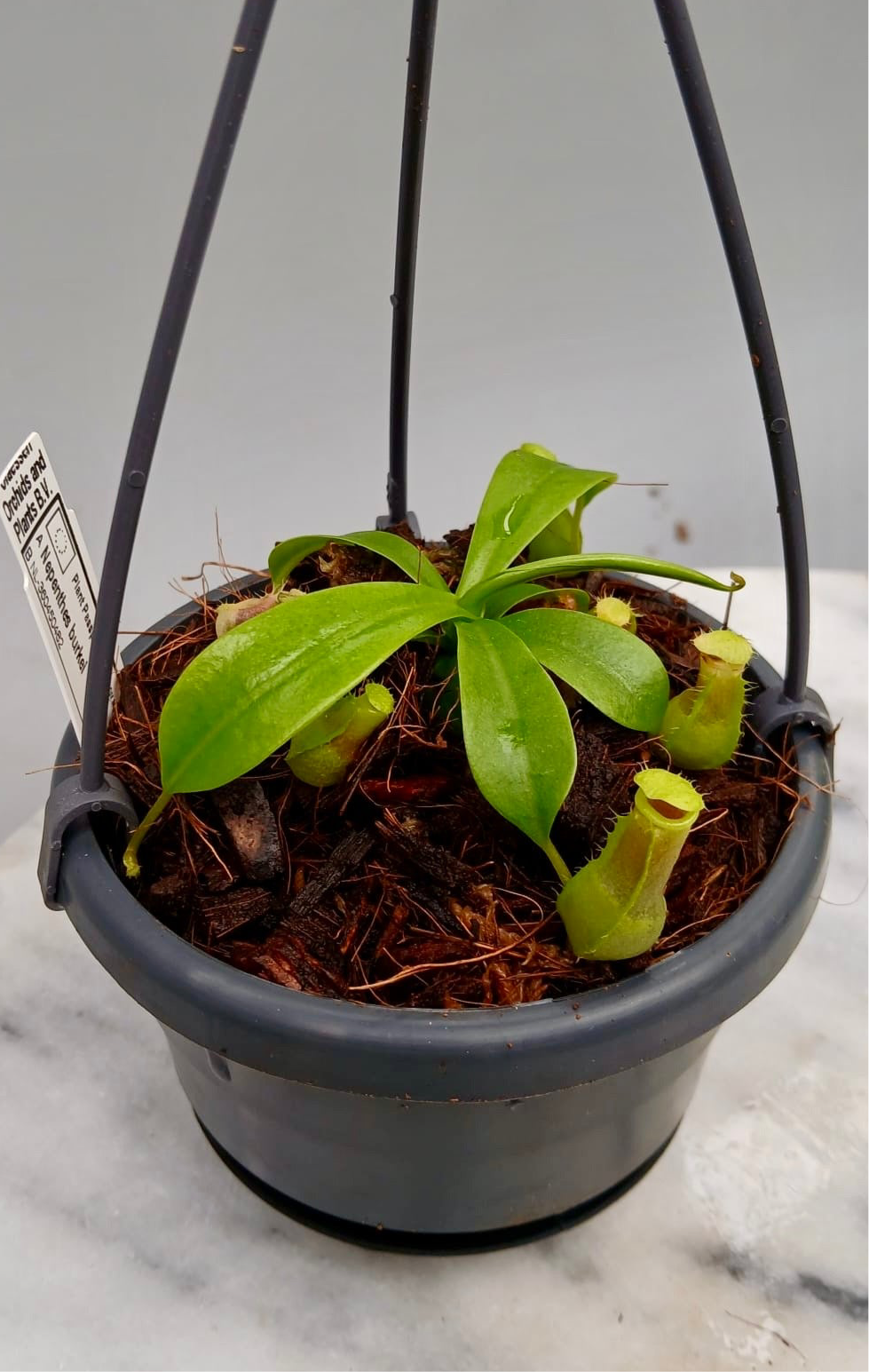 Nepenthes burkei