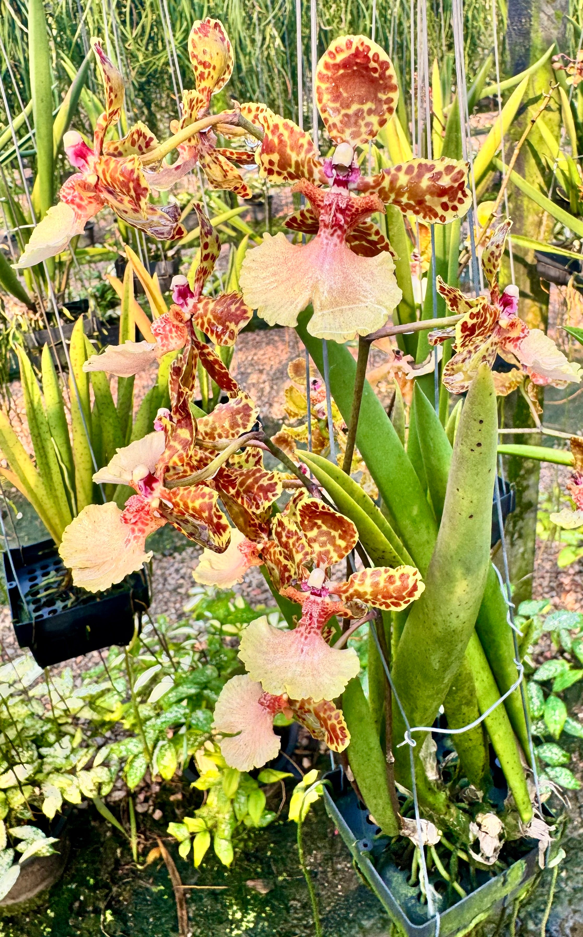 Trichocentrum jonesianum x Josephine