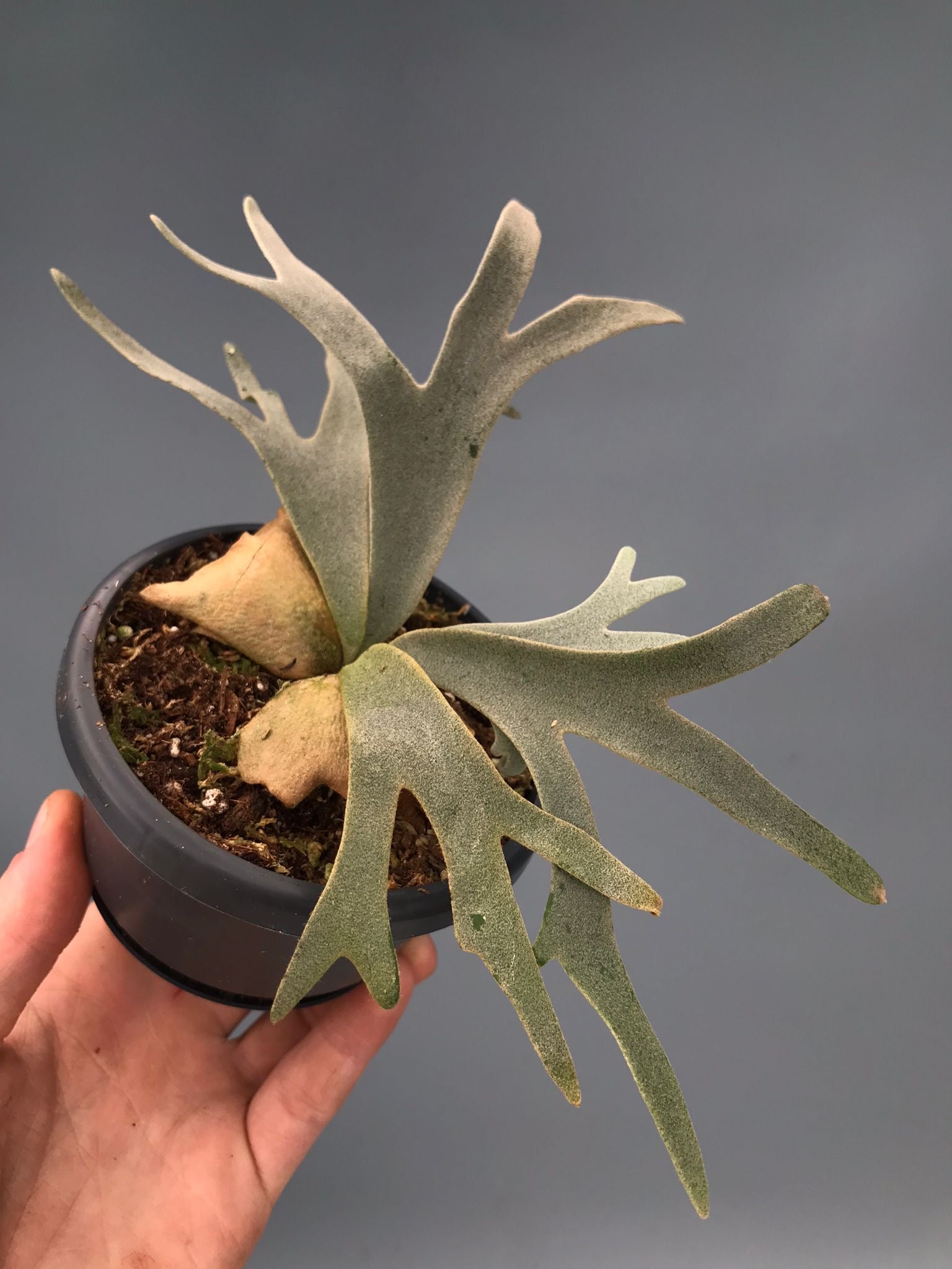 Platycerium willinckii 'Jenny'