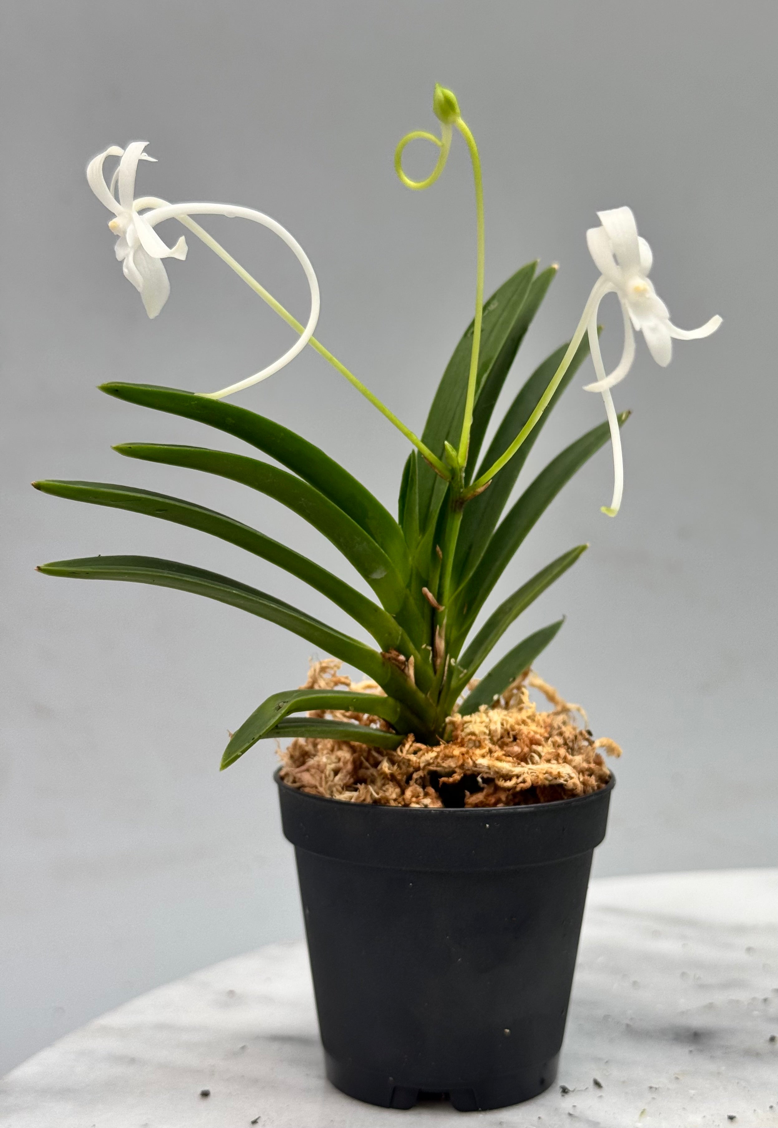 Neofinetia falcata