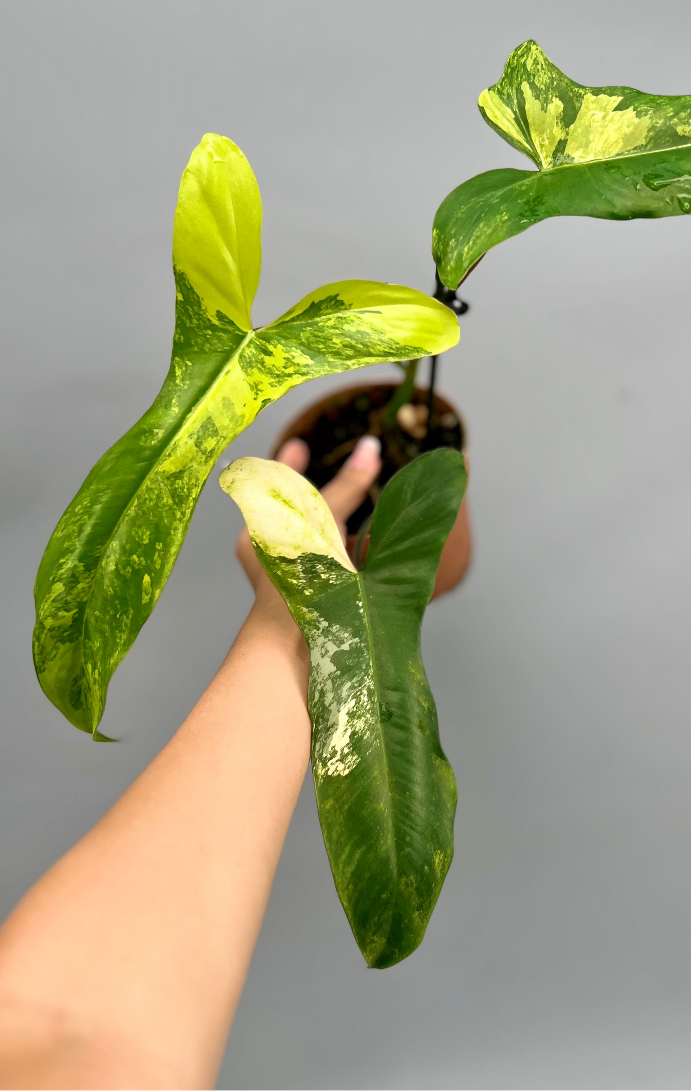 Philodendron Paraiso Verde x Florida Beauty