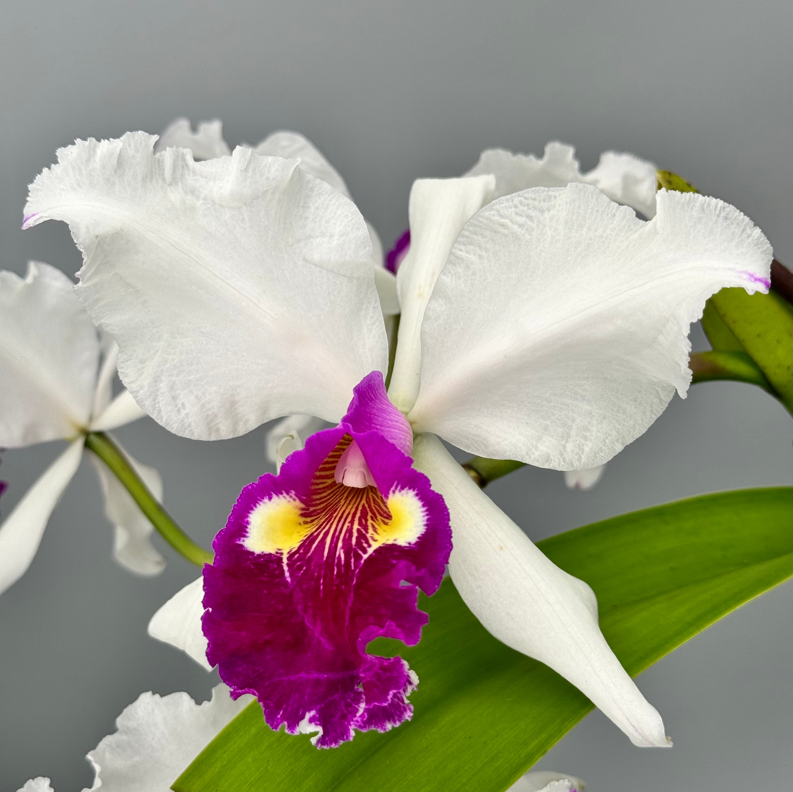 Cattleya warscewiczii semi-alba 'Bedford' BM/JOGA