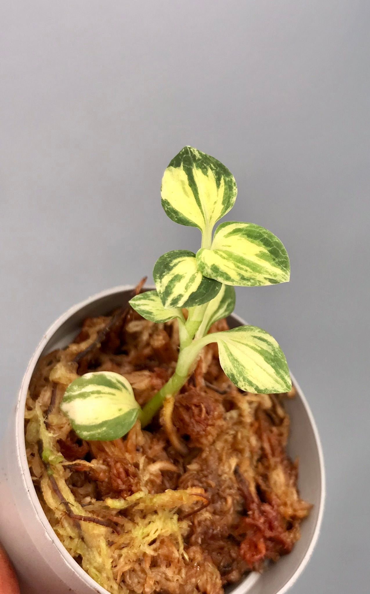 Goodyera schlechtendaliana "indoor Variegata"