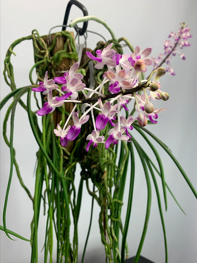 Seidenfadenia mitrata big