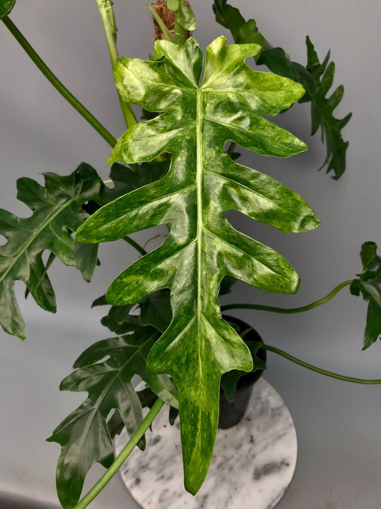 novelty philodendron Philodendron Bob Cee variegated XXL