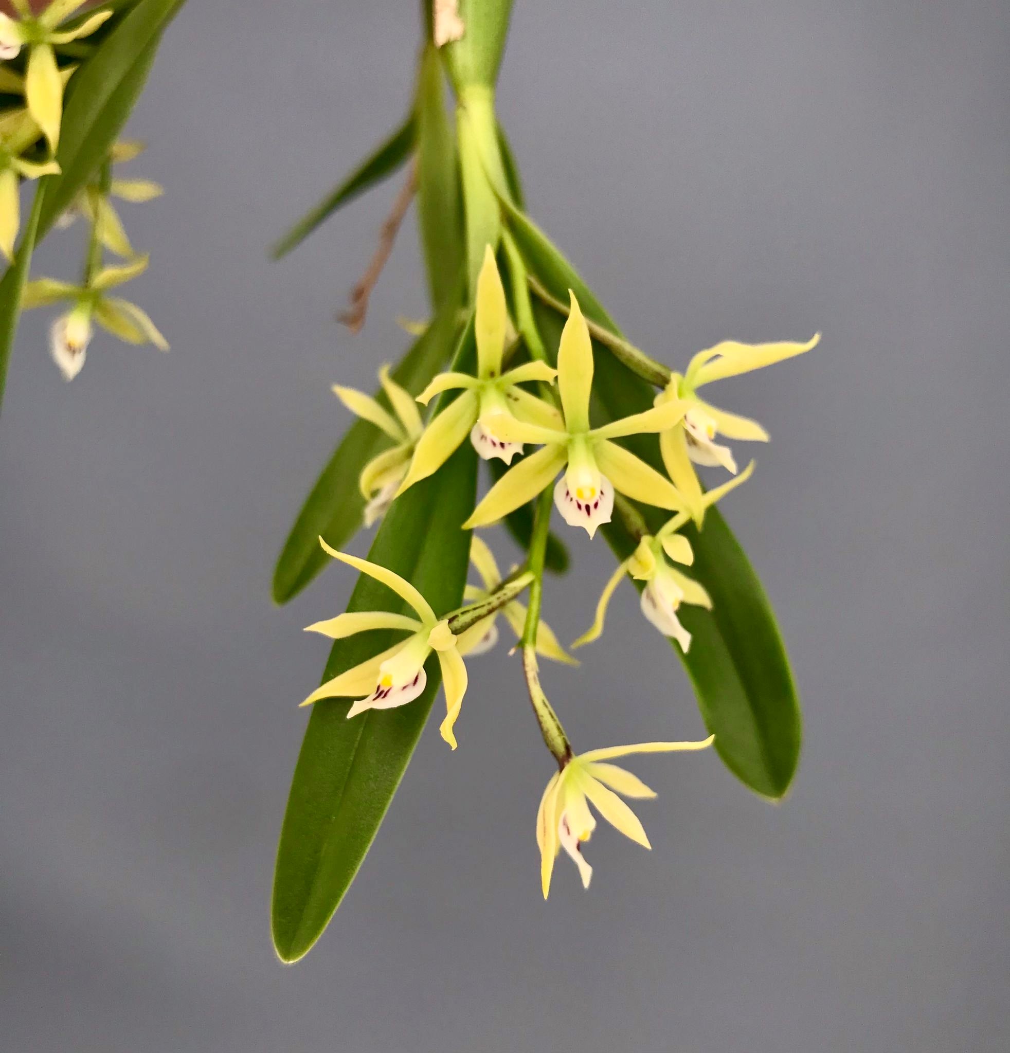 Encyclia spp