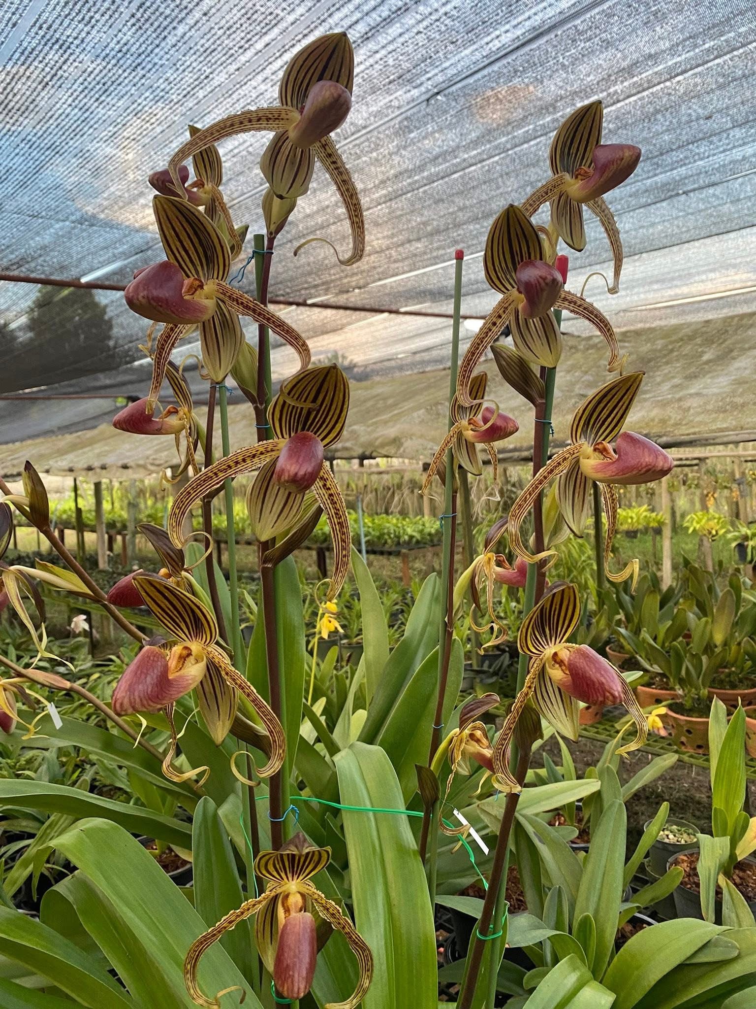 Paphiopedilum.HUNG SHENG EAGLE (GIGANTIFOLIUM X ROTHSCHILDIANUM)