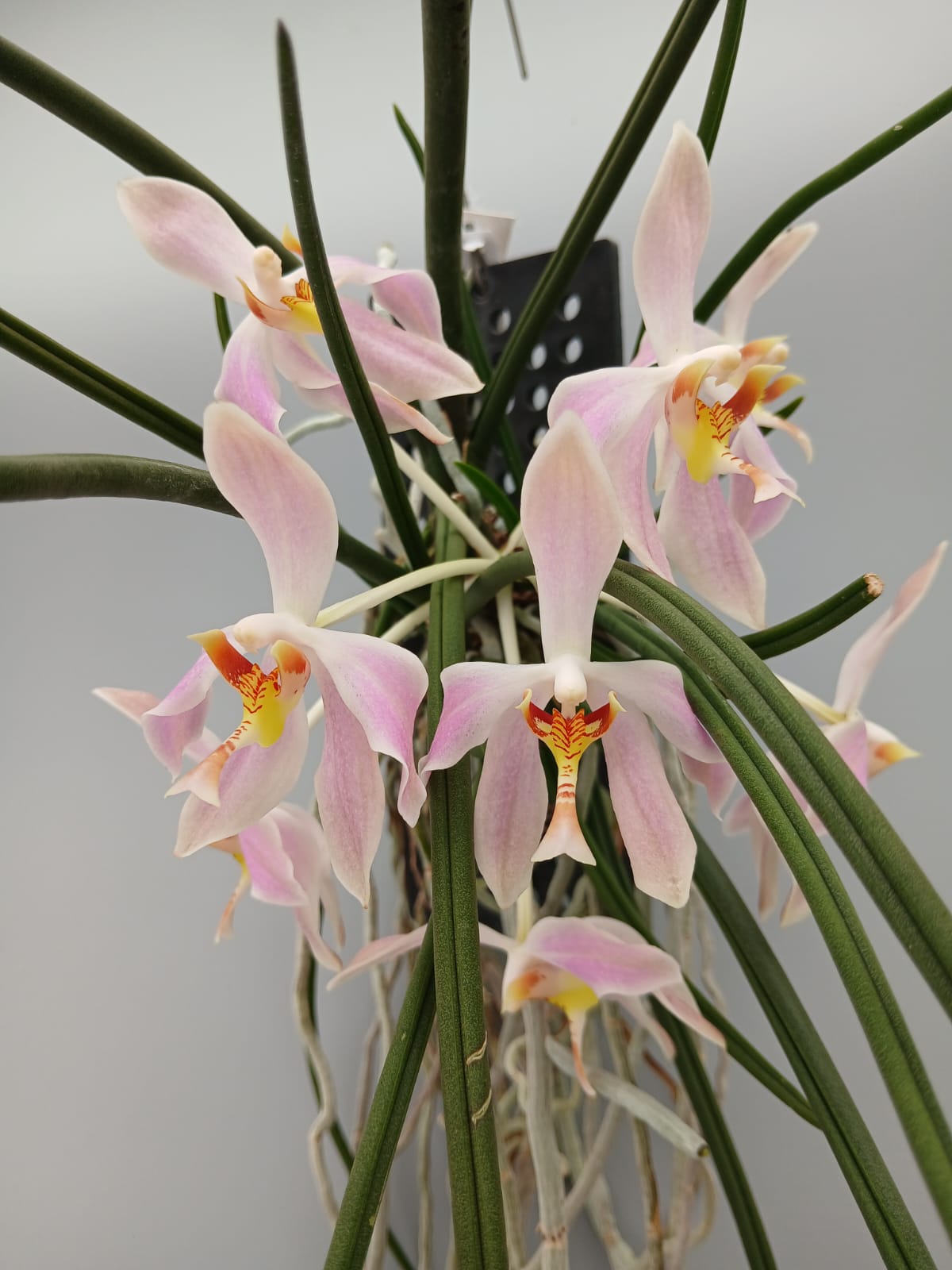 Paraphalaenopsis laycockii (Selection 1 )