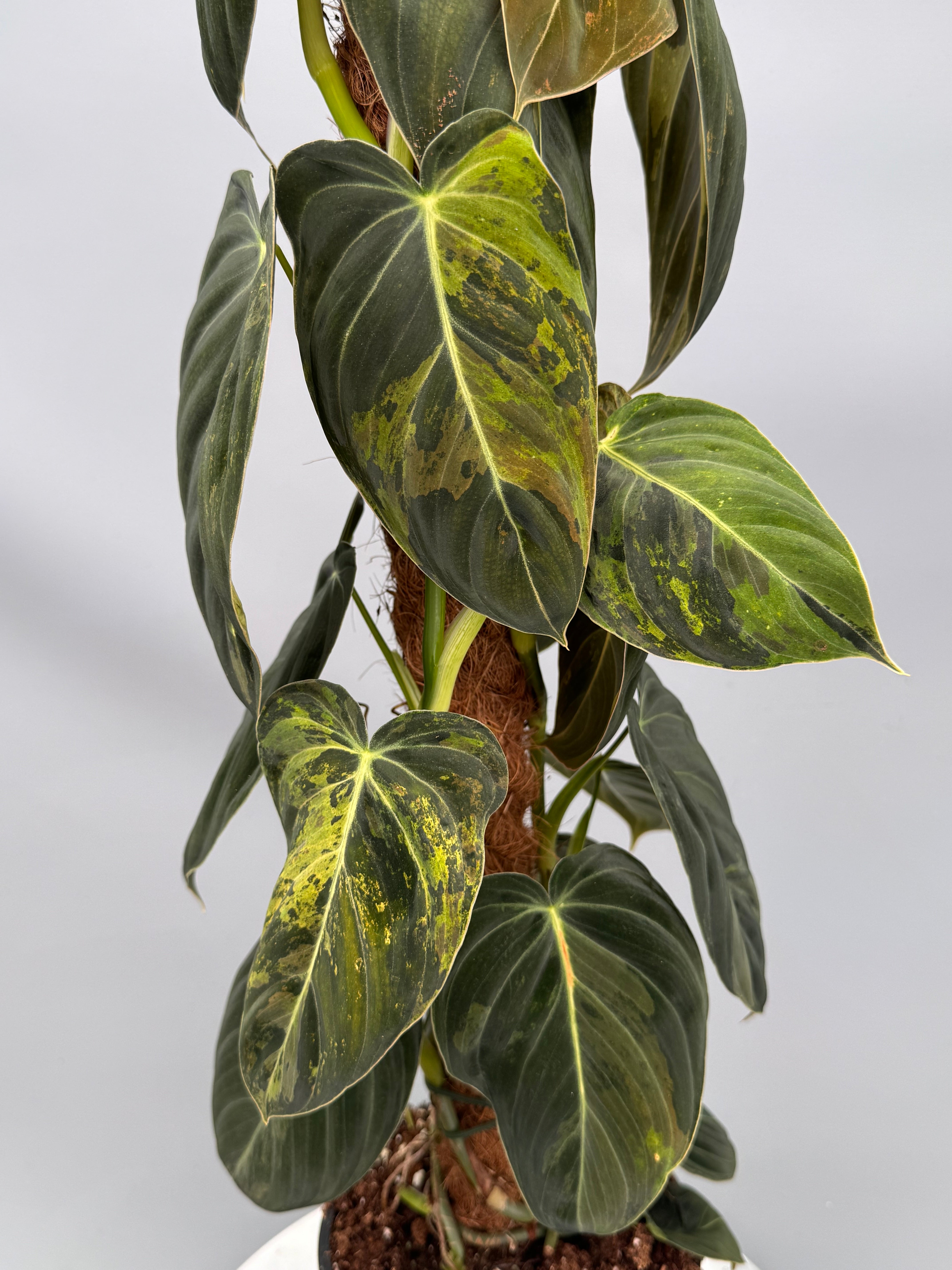 Philodendron melanochrysum variegata "Groß pflanze" (2 in 1 Topf)