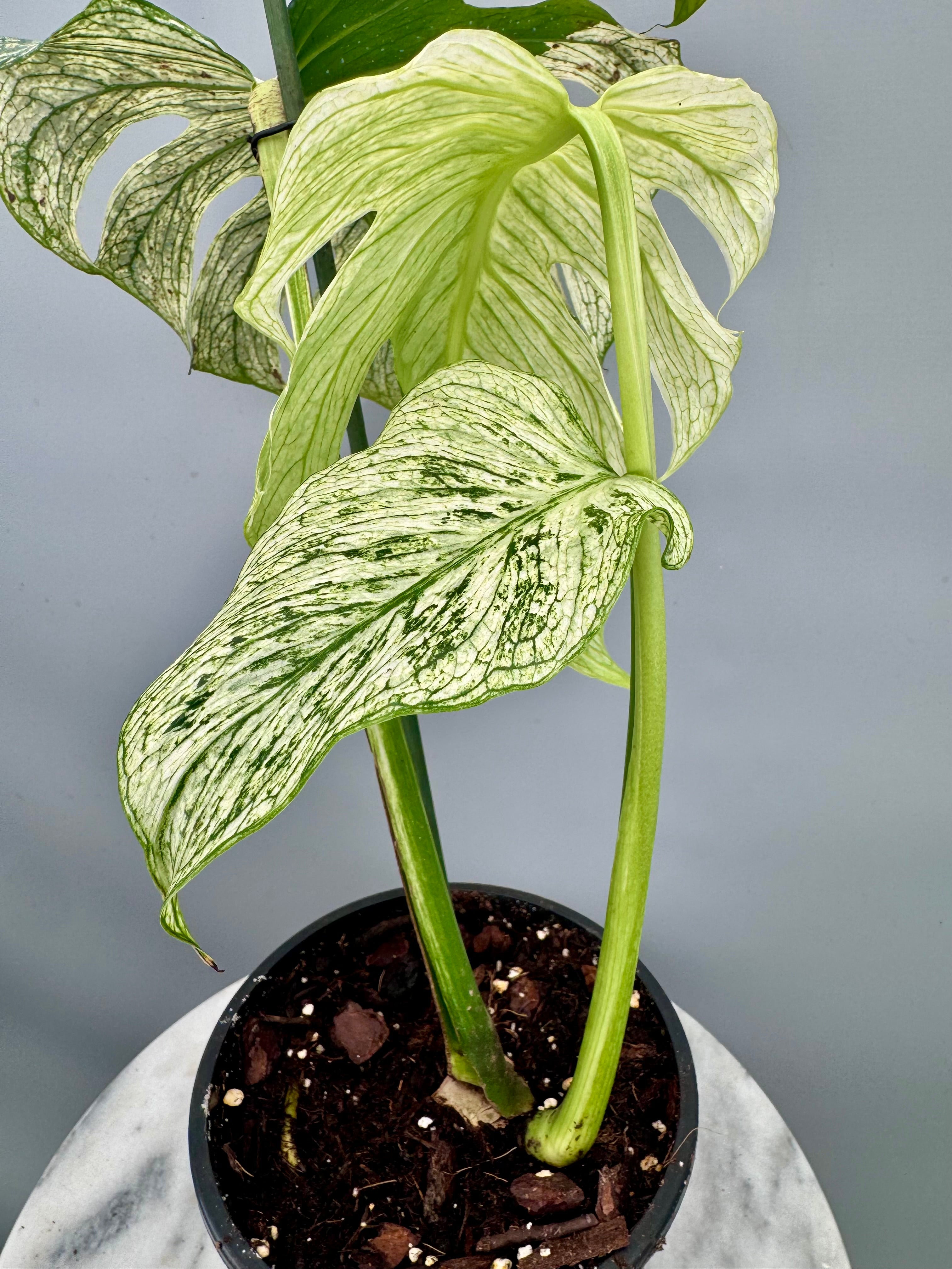 Monstera ‘Devil Monster’ Nr 2
