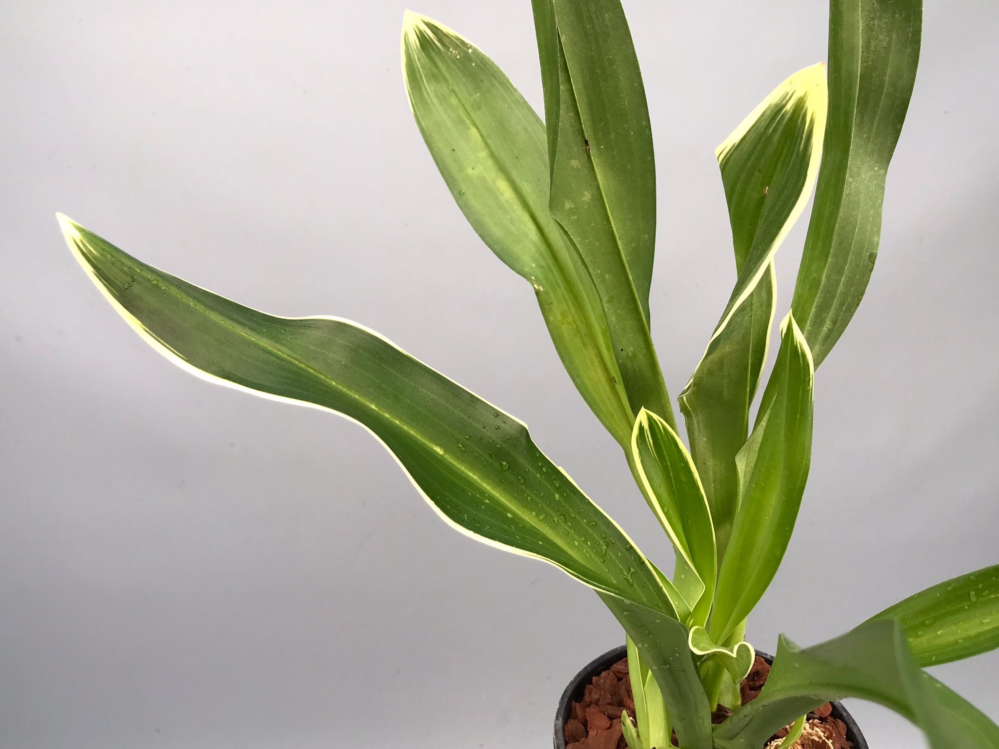 Grammatophyllum scriptum var. citrinum