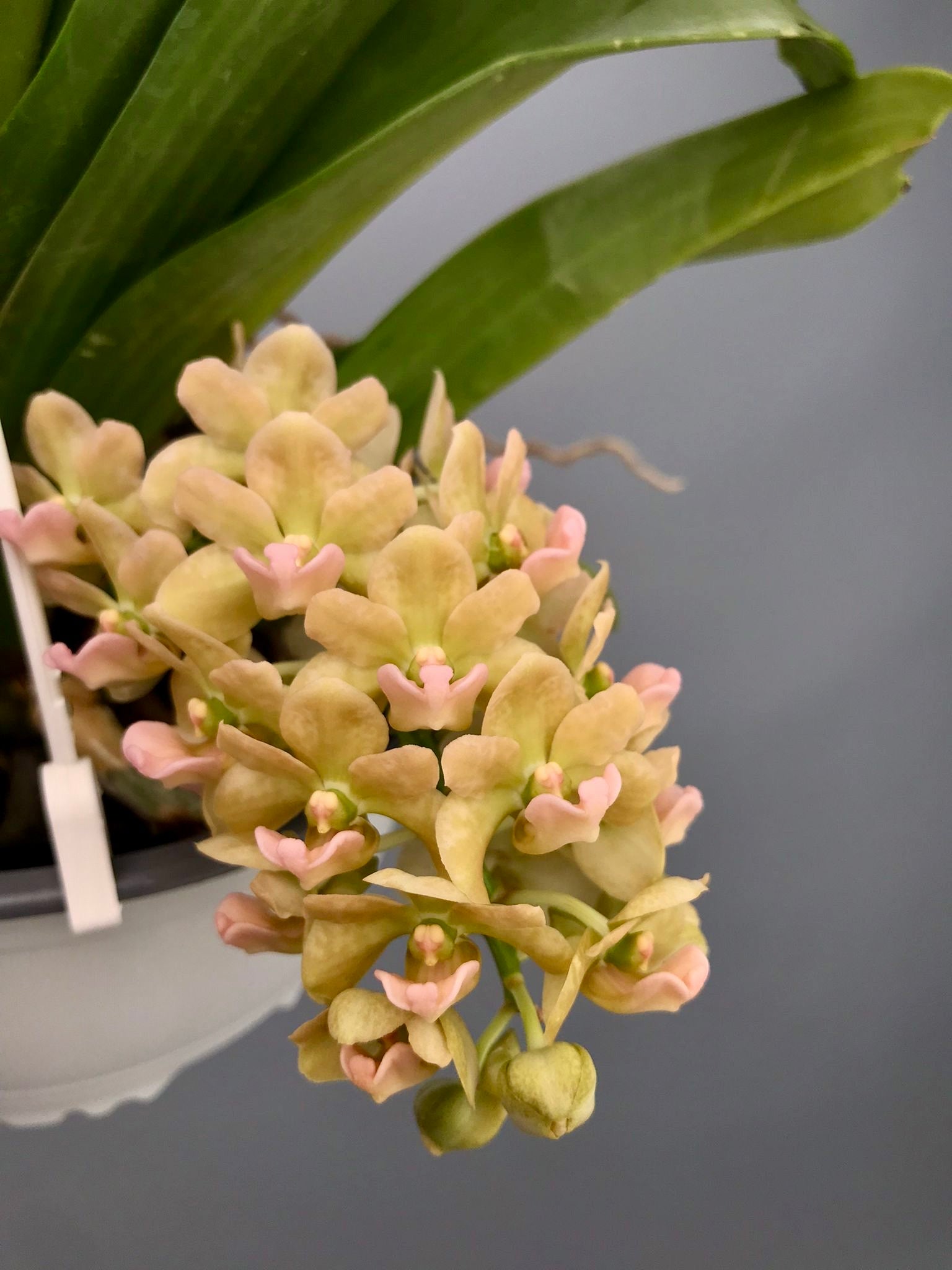 Rhynchostylis gigantea "peach" x “Yellow”