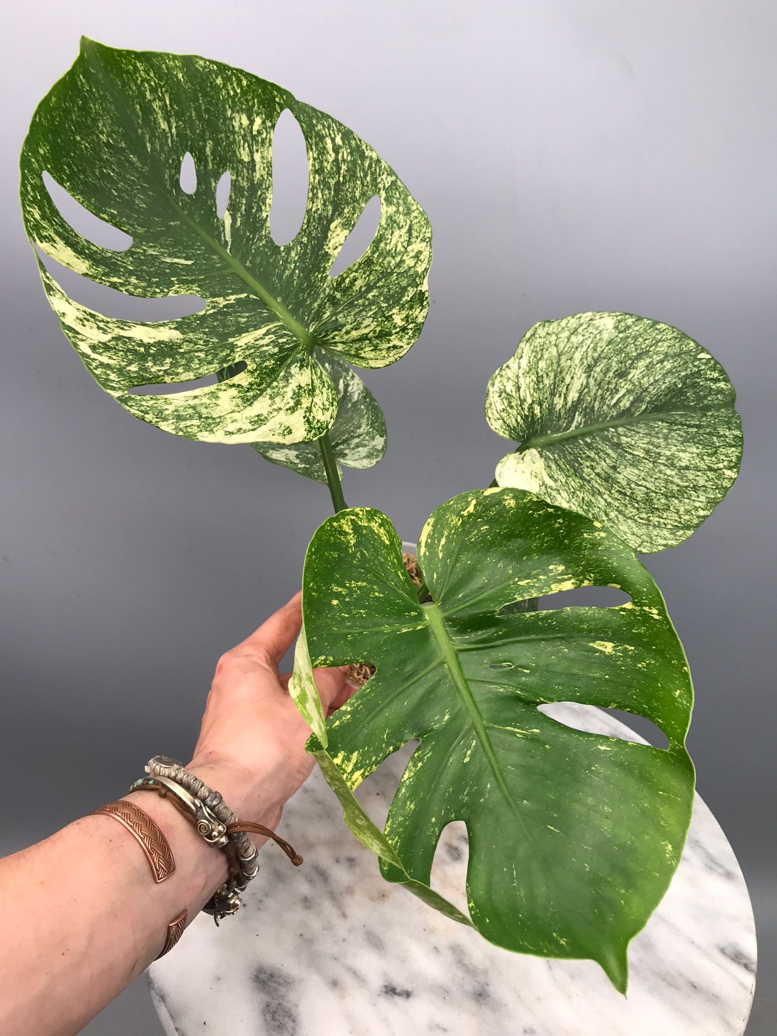 Monstera Siam Mint nr 2 'Big'