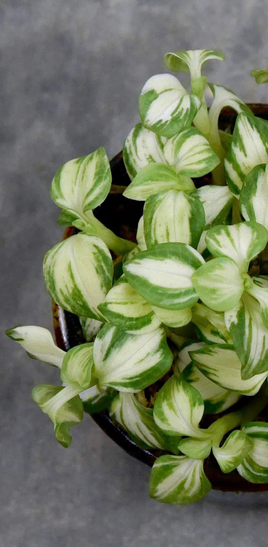 Goodyera schlechtendaliana "Variegata"