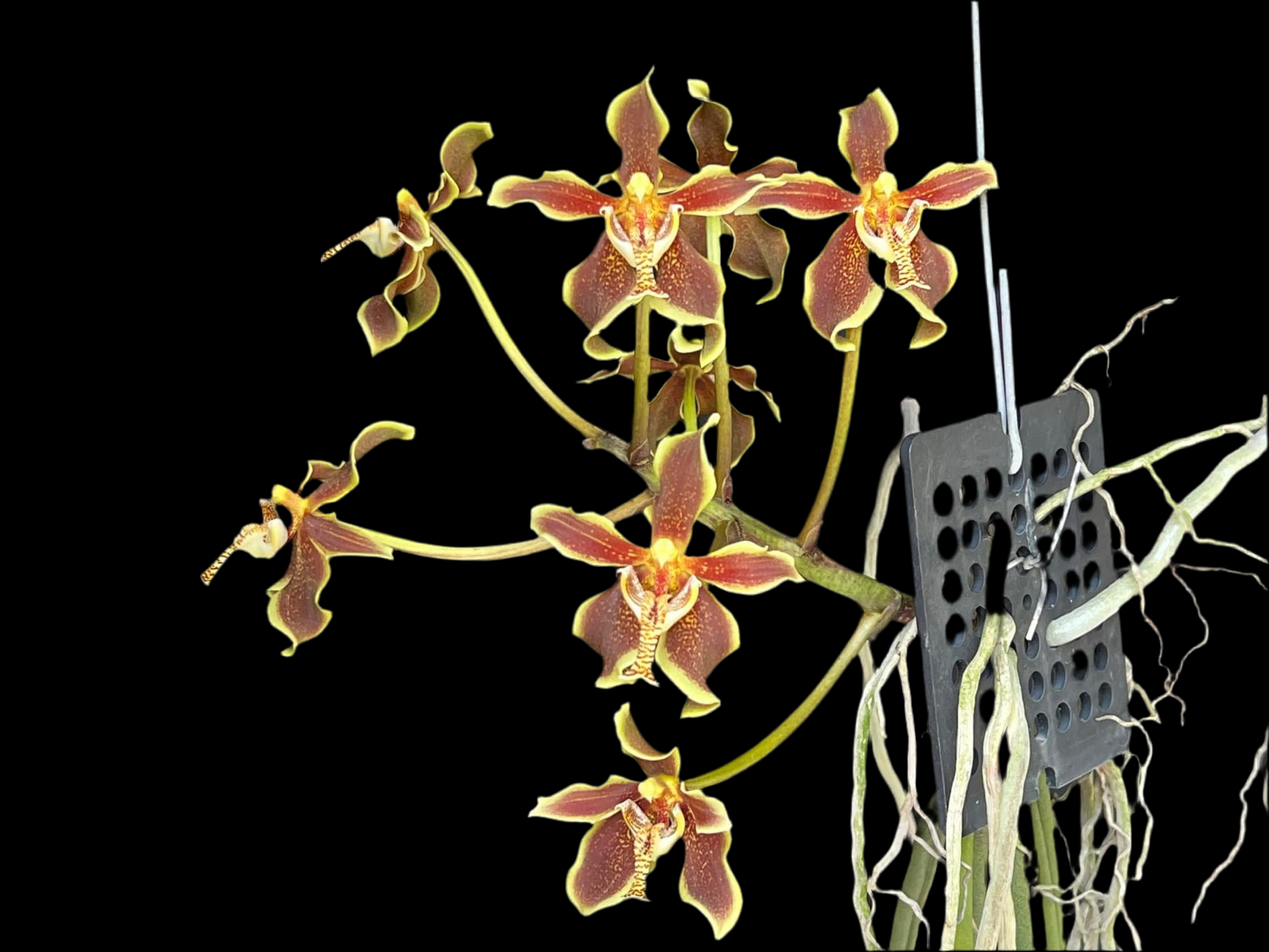 Paraphalaenopsis labukensis