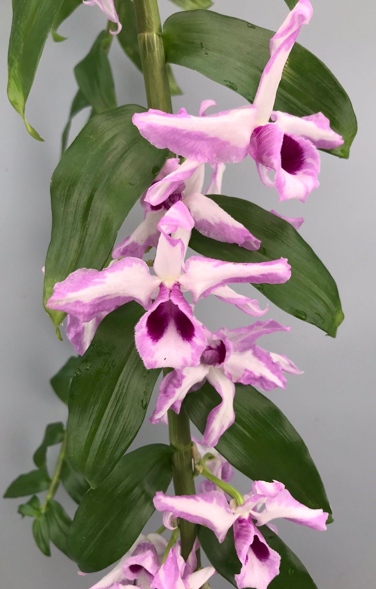 Dendrobium anosmum ‘A Touch of Class’ (Big Plant)