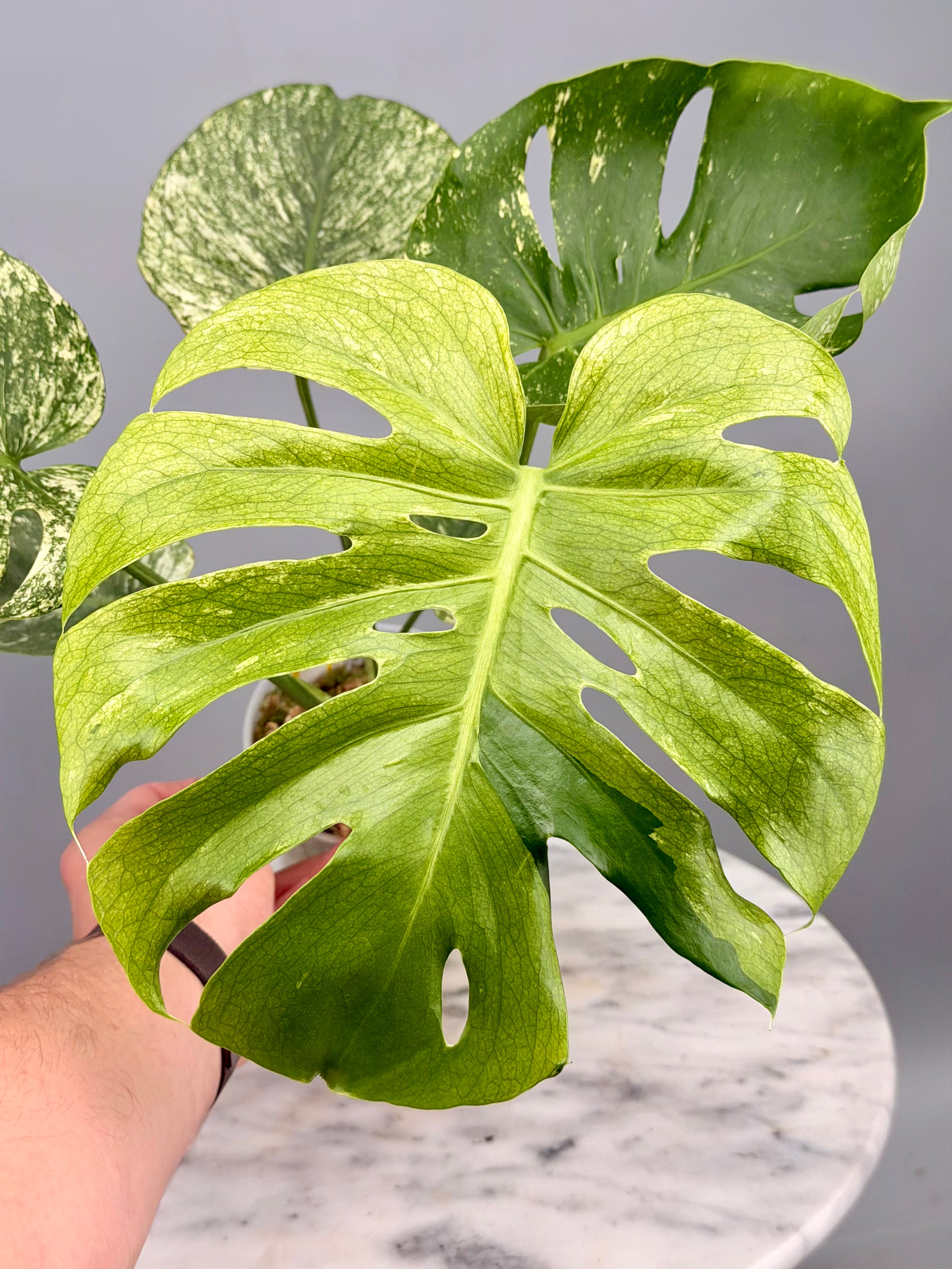 Monstera Siam Mint nr 2 ‘Big’