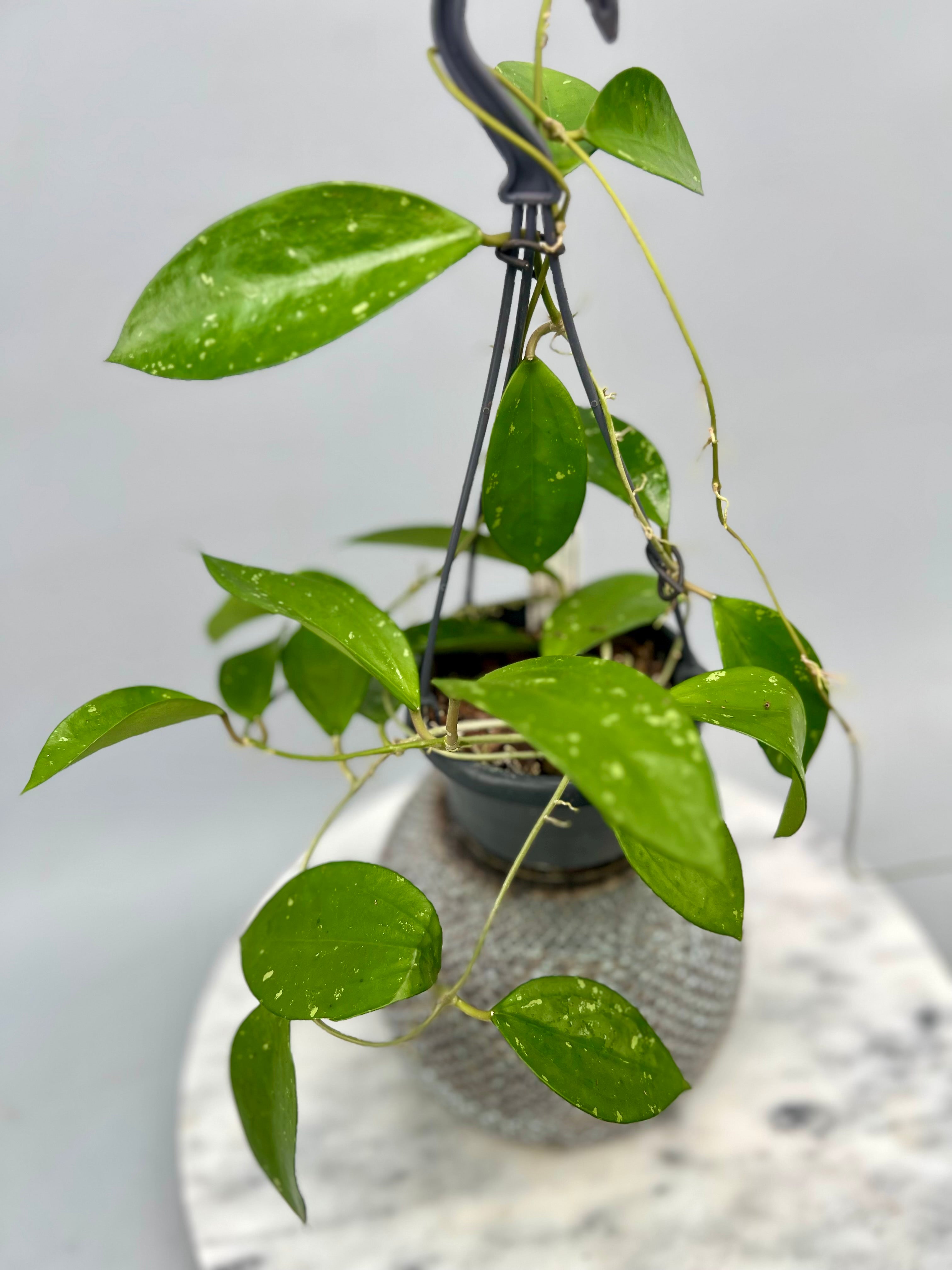 Hoya pottsii splash 'Big Plant'