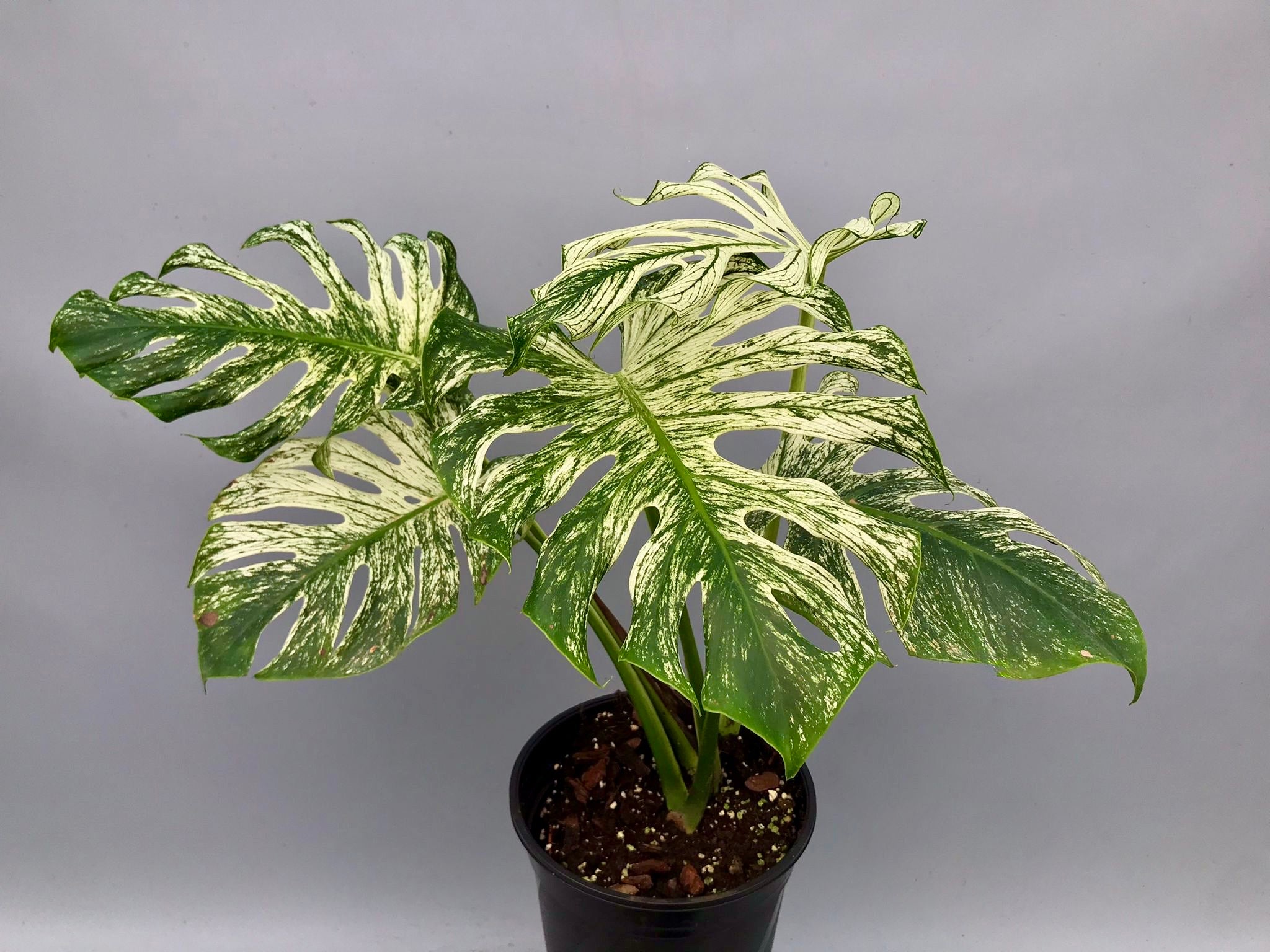 モンステラ デビルモンスター ② MONSTERA DEVIL MONSTER Monstera 'Devil Monster' Nr 2