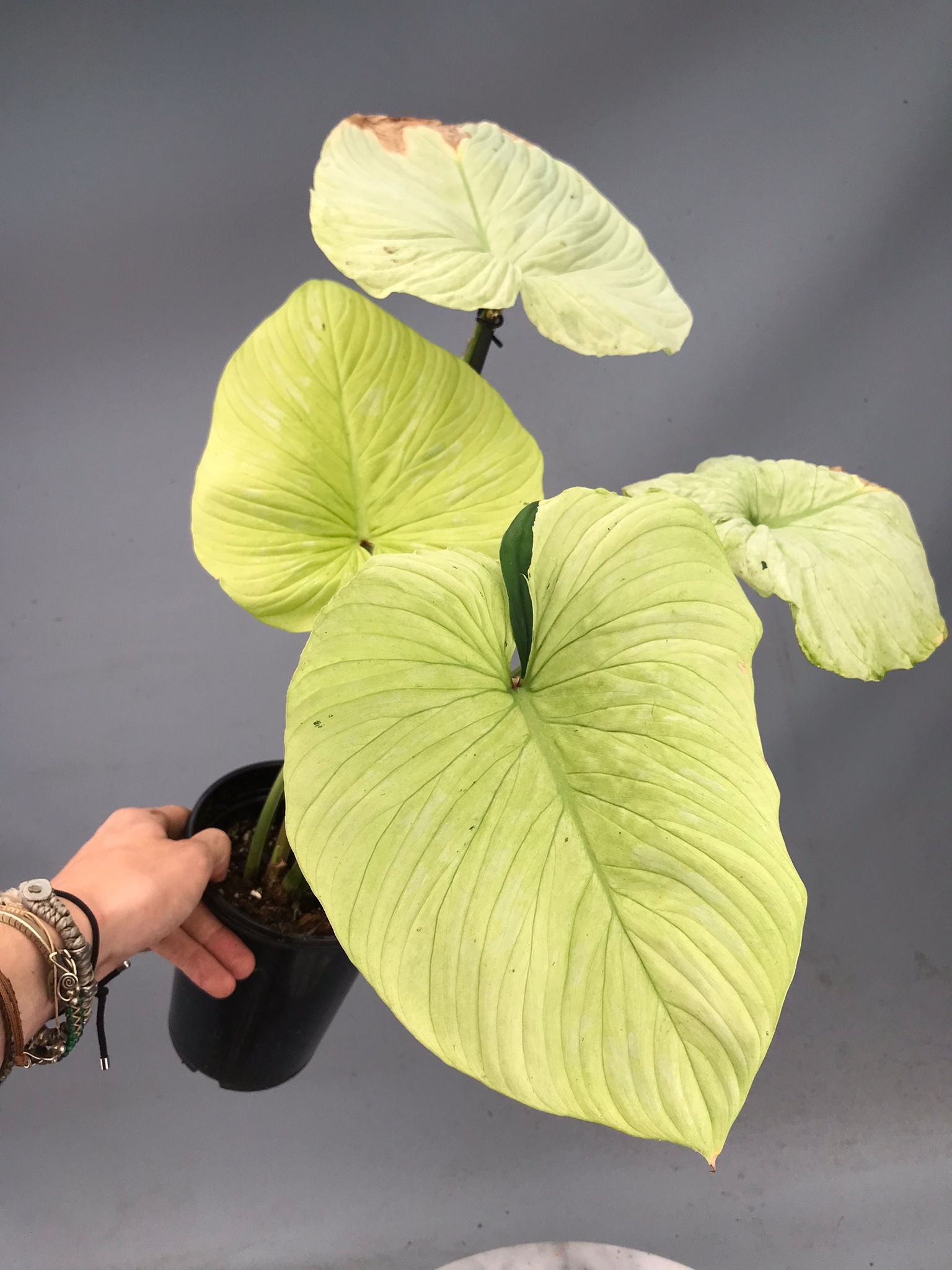 philodendron mamei price Philodendron mamei variegata mint