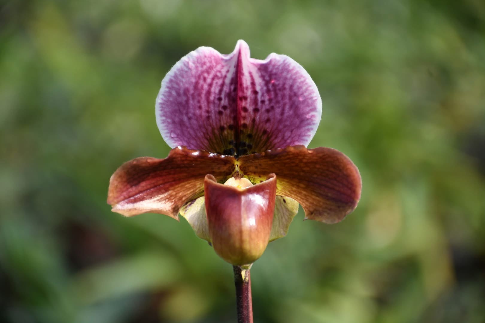 Paphiopedilum Dolls Kobolt flower close up