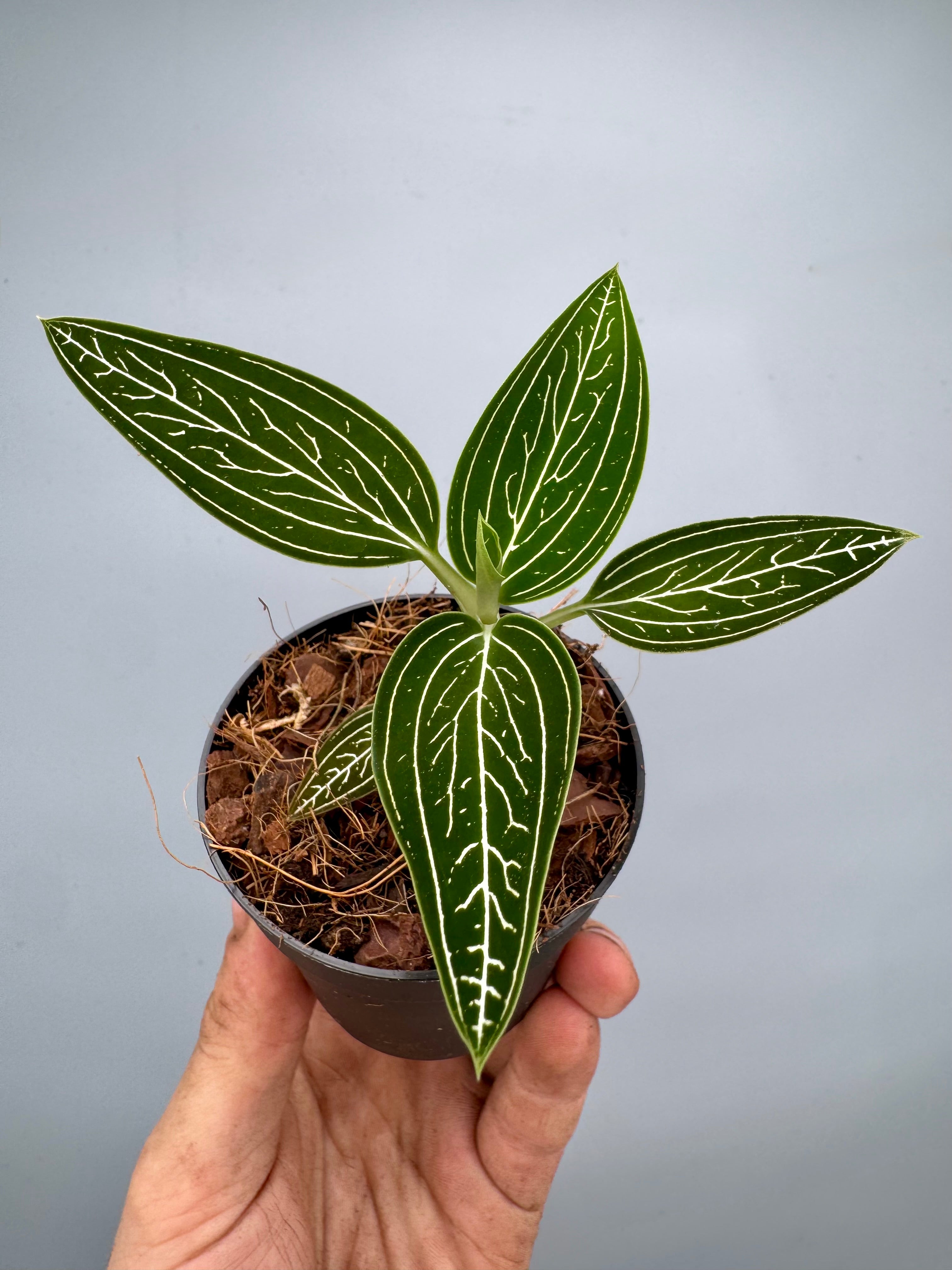 Ludisia discolor var. alba 'Platinum Vein' (MC)