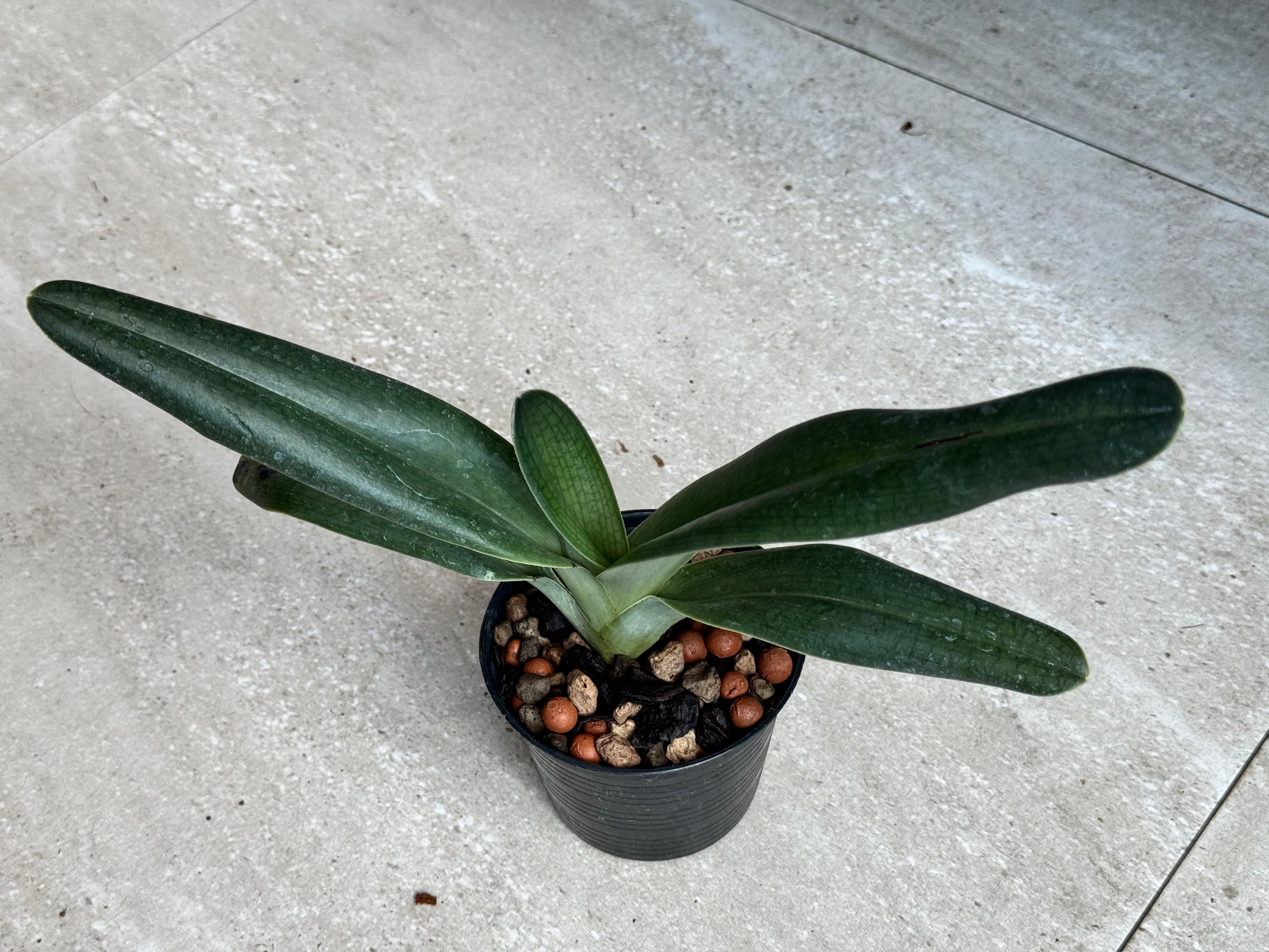 Paphiopedilum anitum 'Dunkler Bär'