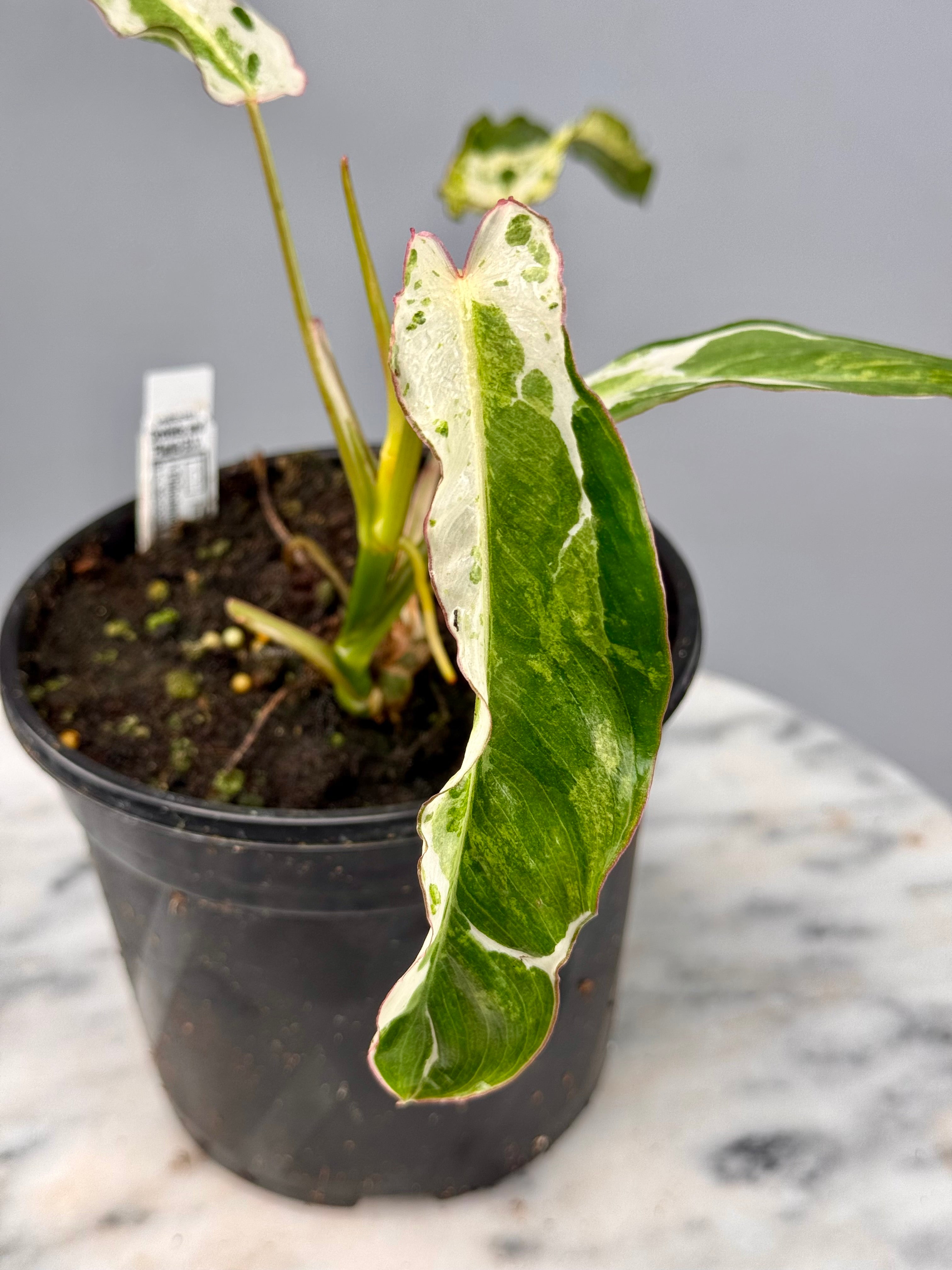 Philodendron Paraiso Verde Variegata Albo nr 1