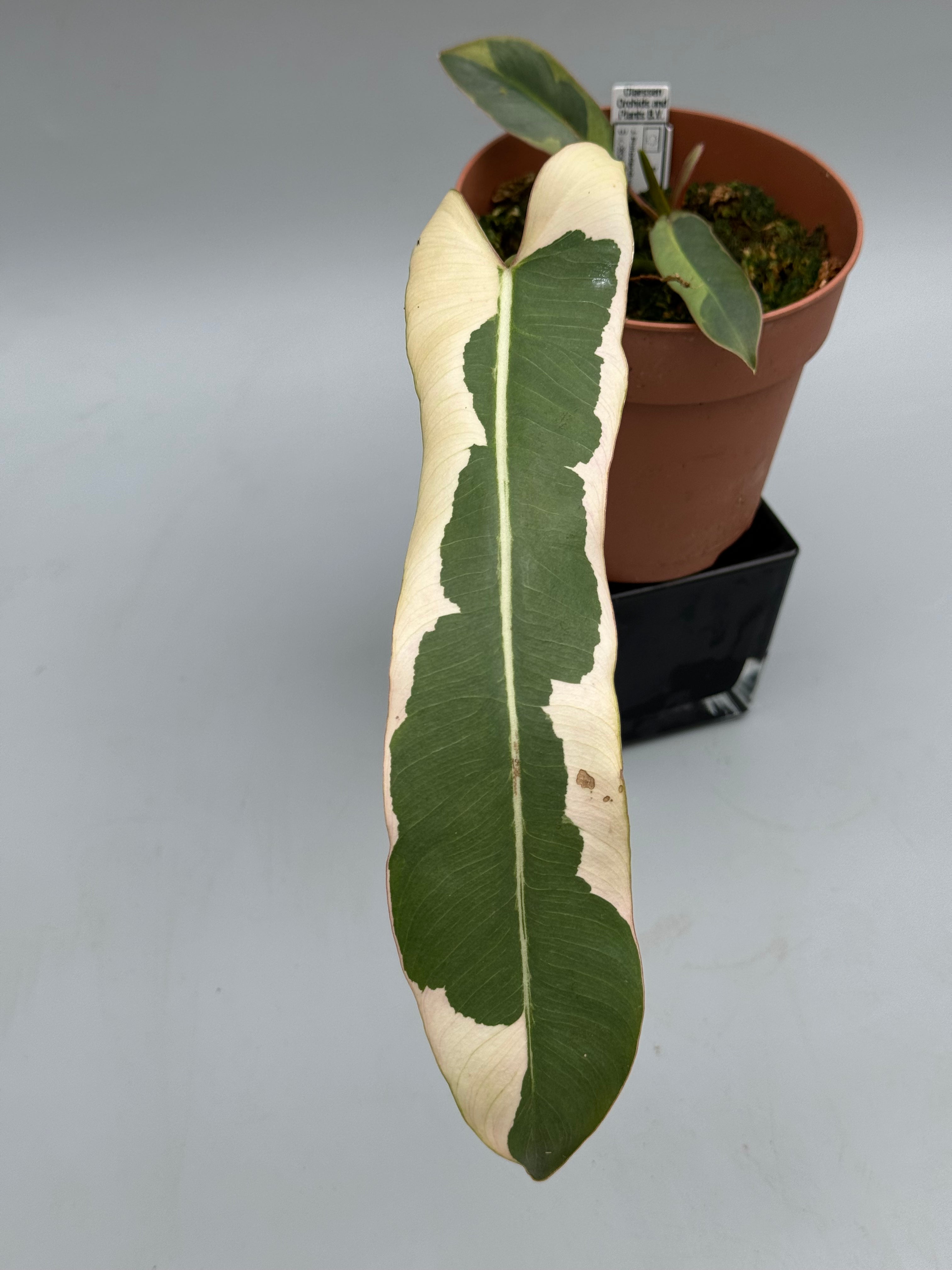 Philodendron atabapoense variegata albo