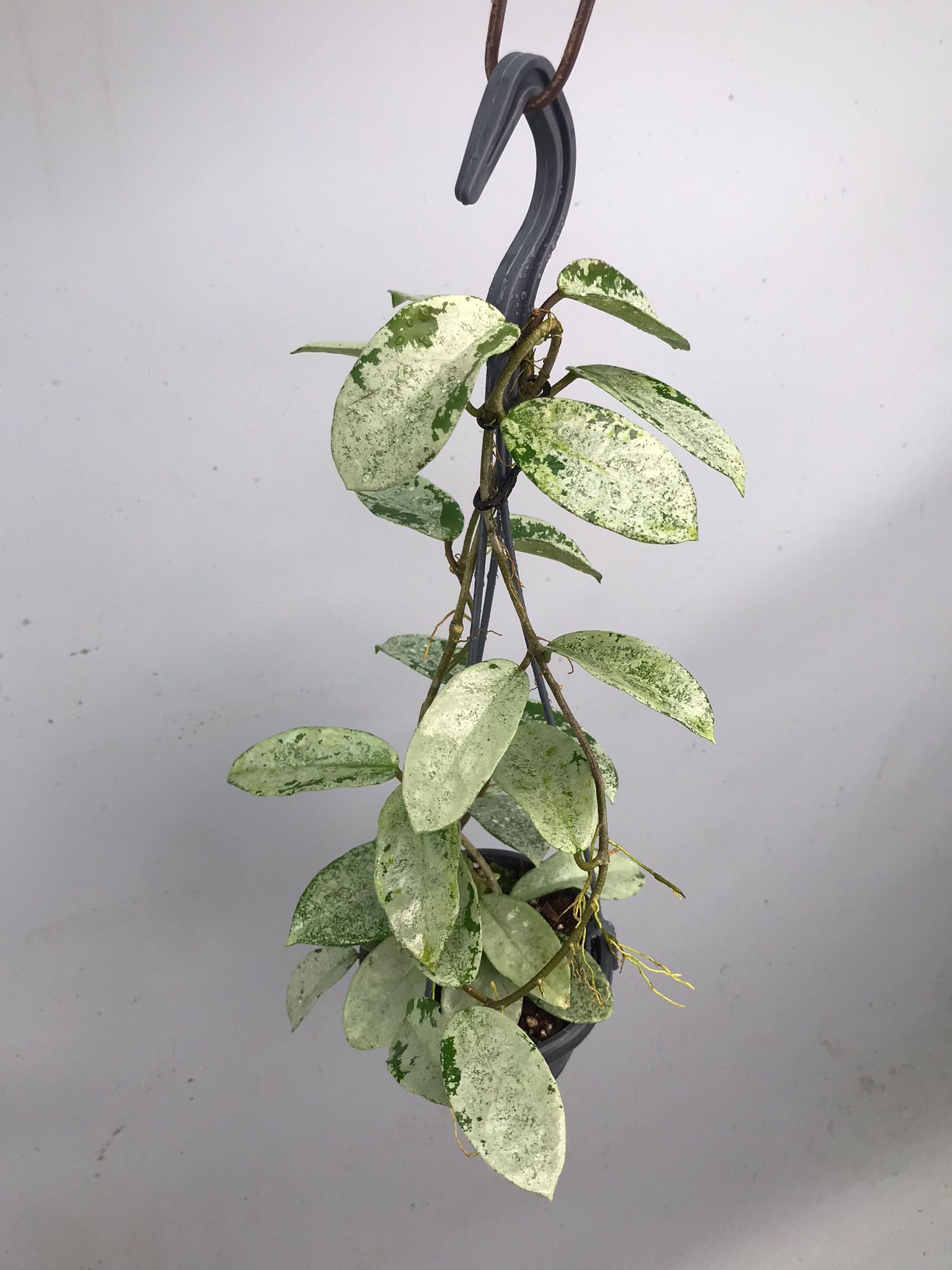 Hoya ‘Nova Ghost’ XL