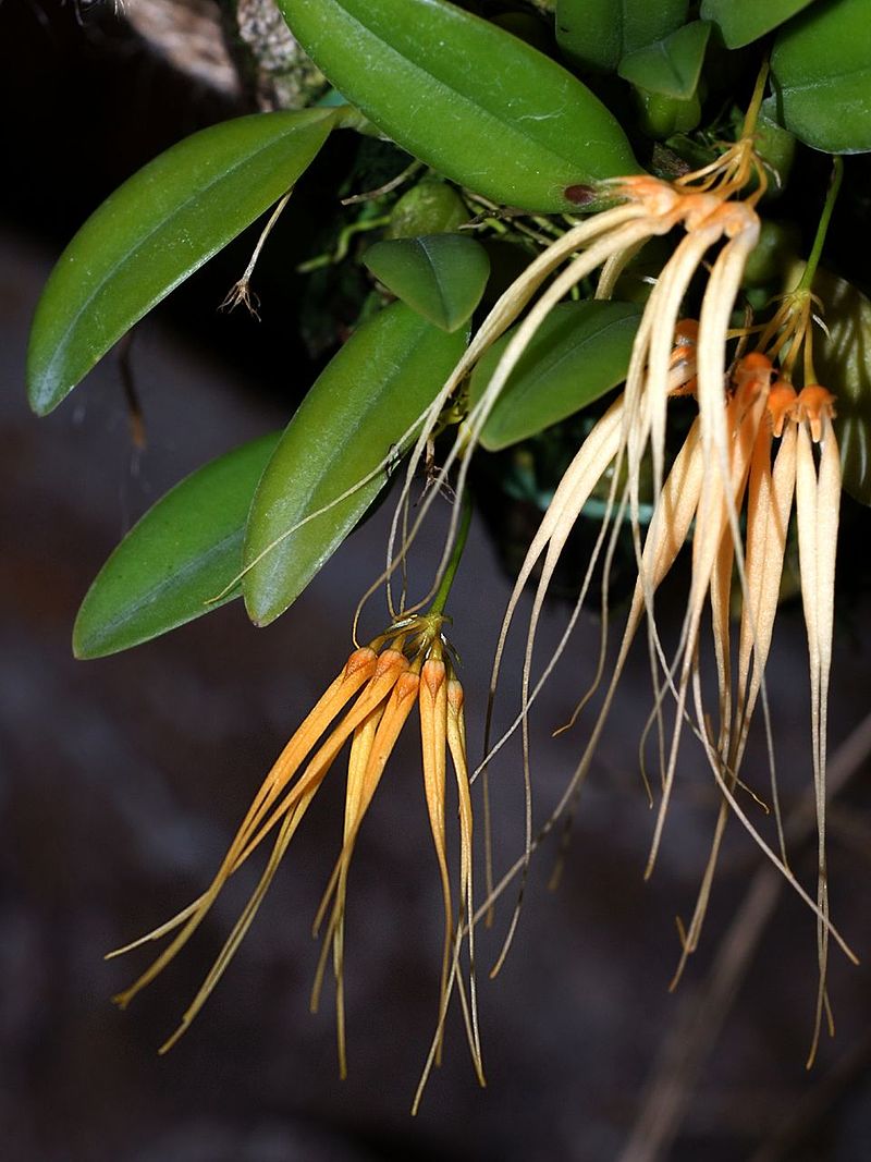 Bulbophyllum pecten-veneris