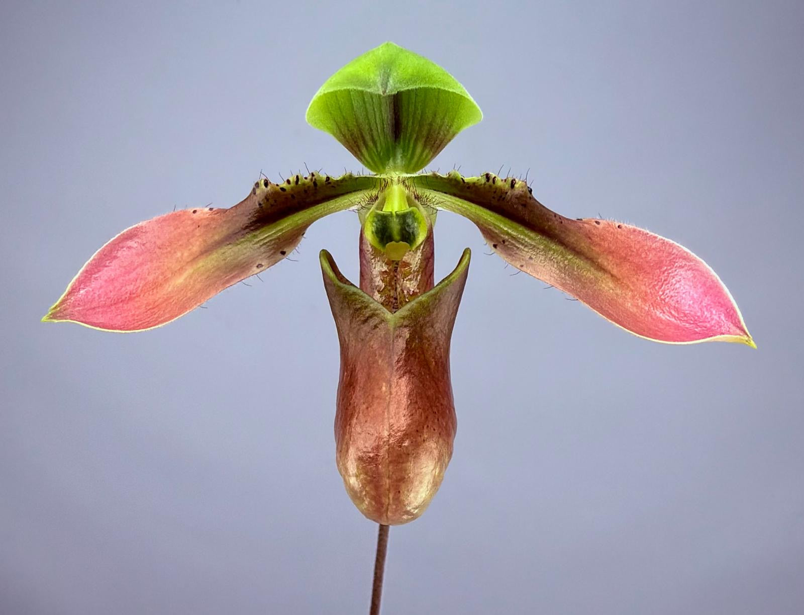 Paphiopedilum appletonianum